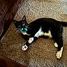 Skunk joined the competition — help win amazing prizes! cat, black_and_white, toy, carpet, indoor, pet, playful, whiskers, paws, couch, curious, fur, animal, relaxed, mammal, domestic, laying, wide_eyes, claw, living_room