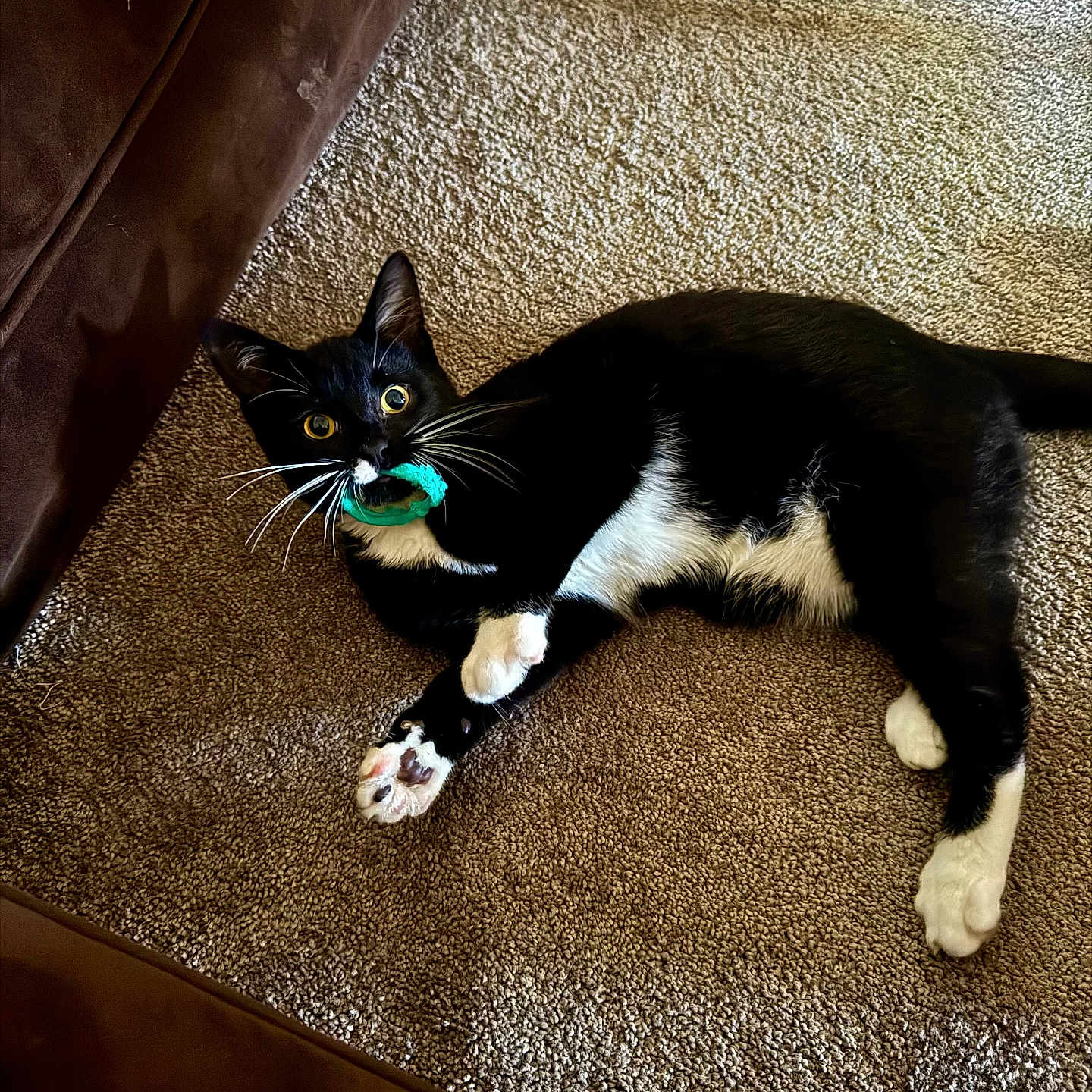 Skunk joined the competition — help win amazing prizes! cat, black_and_white, toy, carpet, indoor, pet, playful, whiskers, paws, couch, curious, fur, animal, relaxed, mammal, domestic, laying, wide_eyes, claw, living_room