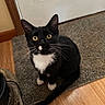 cat, tuxedo_cat, yellow_eyes, whiskers, carpet, door, wood_floor, boot, indoor, pet, animal, curious, black_and_white, sitting, looking_up, feline, domestic_cat, floor, home, household