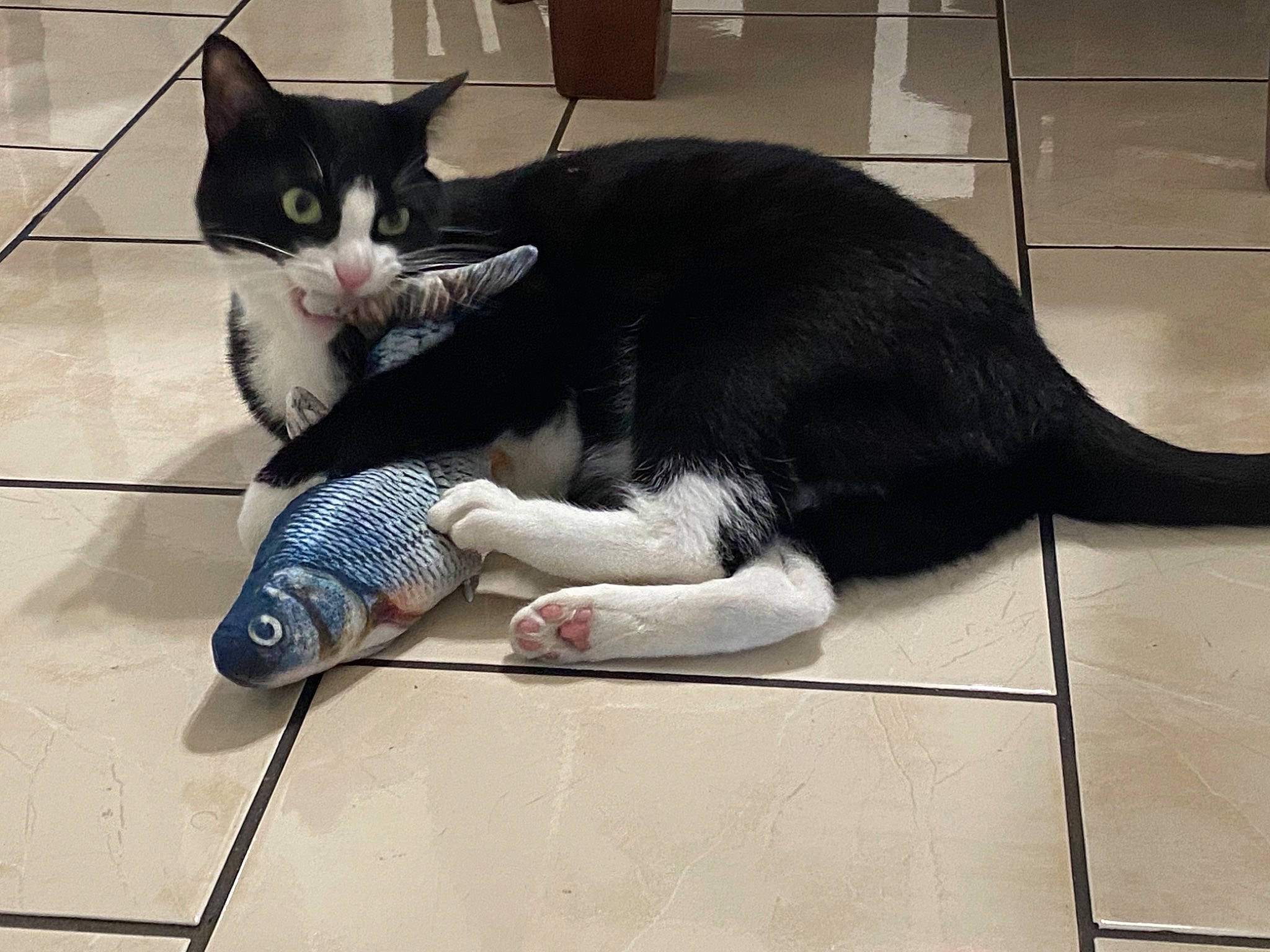 Bennie joined the competition — help win amazing prizes! black_cat, carnivore, cat, claw, comfort, domestic_short_haired_cat, felidae, floor, flooring, fur, paw, sitting, small_to_medium_sized_cats, tail, tile, tile_flooring, whiskers