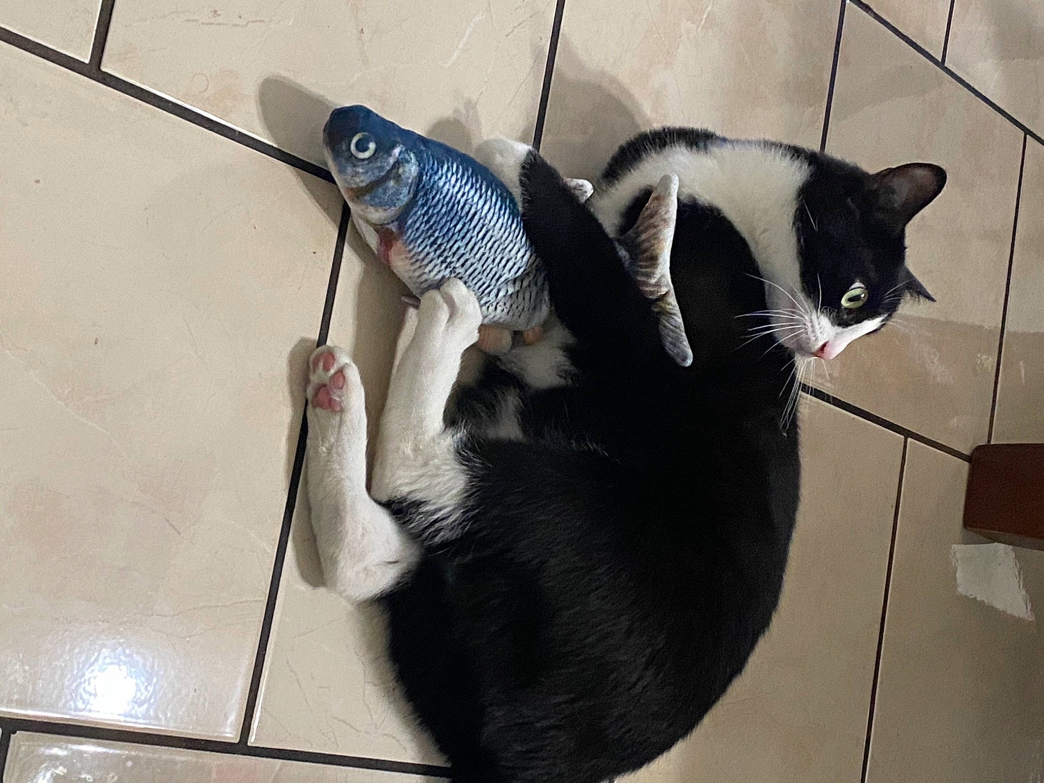 Bennie is registered to the contest to win money with this photo: carnivore, cat, claw, domestic_short_haired_cat, electric_blue, felidae, fish, flooring, fur, small_to_medium_sized_cats, snout, tail, whiskers, wire