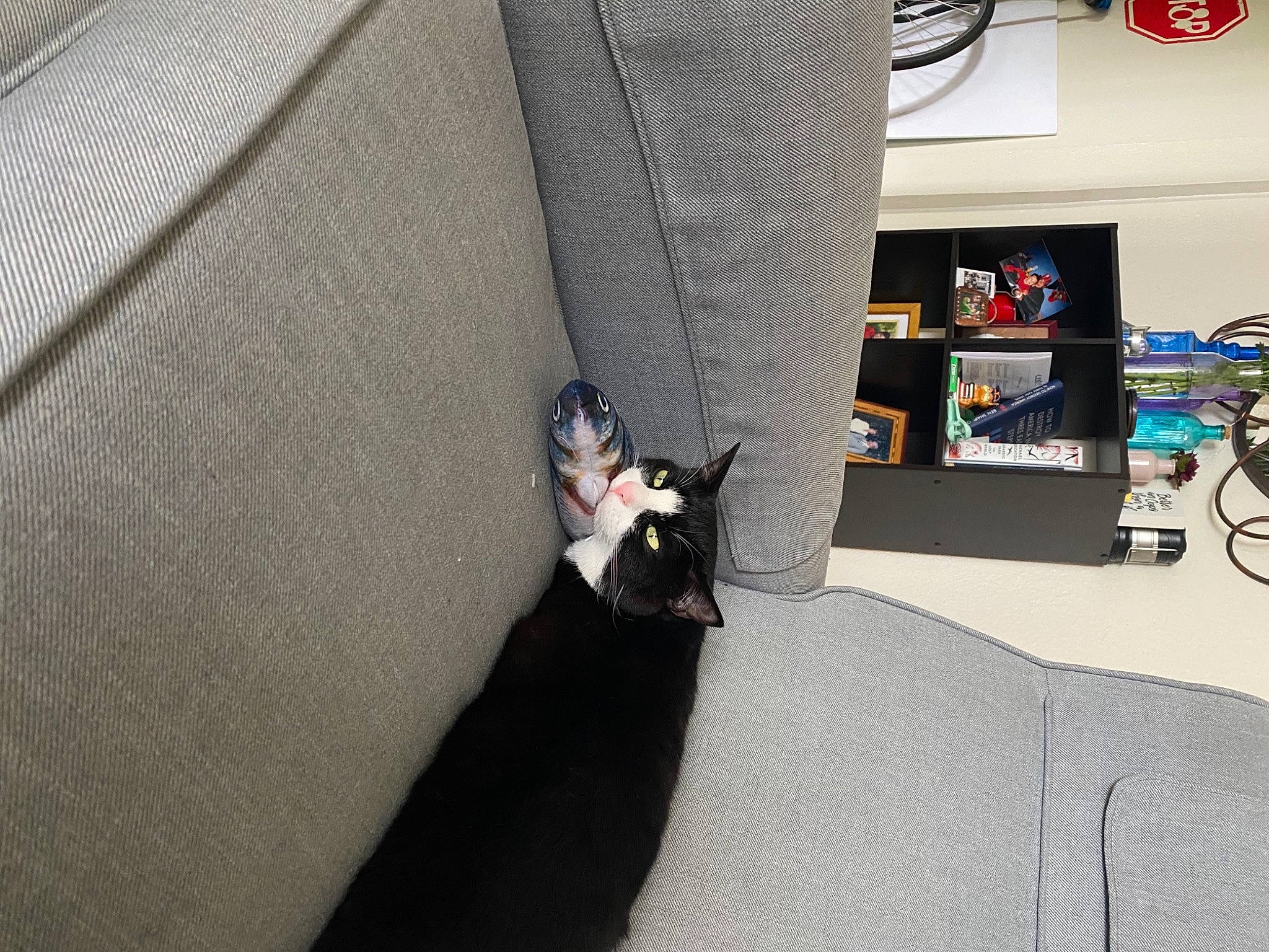 Bennie is registered to the contest to win money with this photo: automotive_design, car_seat, carnivore, cat, comfort, companion_dog, couch, dog_breed, felidae, flooring, formal_wear, fur, grey, hardwood, human_leg, room, small_to_medium_sized_cats, tail, textile, whiskers