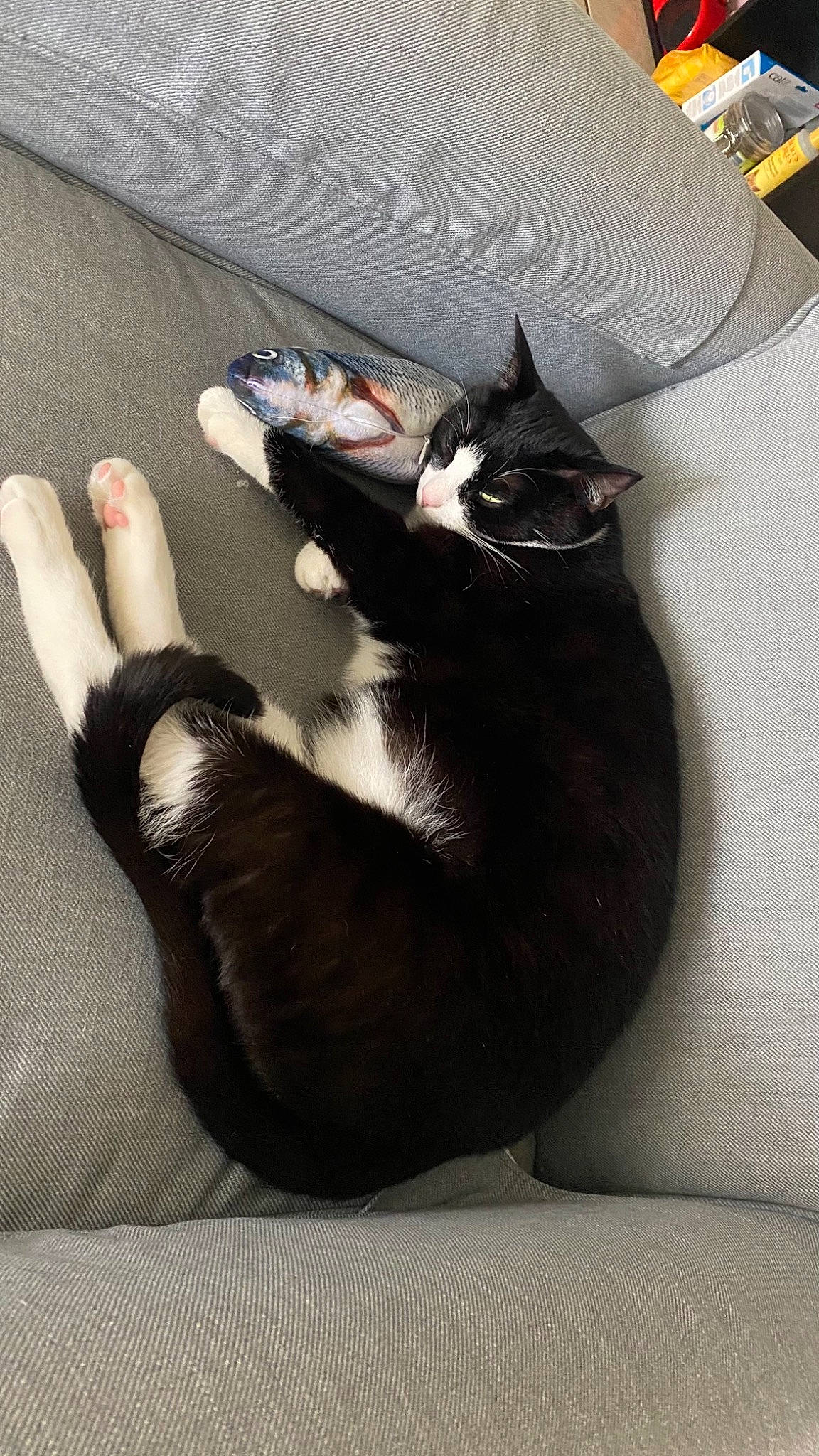 Bennie joined the competition — help win amazing prizes! black_cat, carnivore, cat, claw, comfort, couch, domestic_short_haired_cat, felidae, foot, fur, gesture, grey, human_leg, lap, paw, small_to_medium_sized_cats, tail, thigh, whiskers, wrist