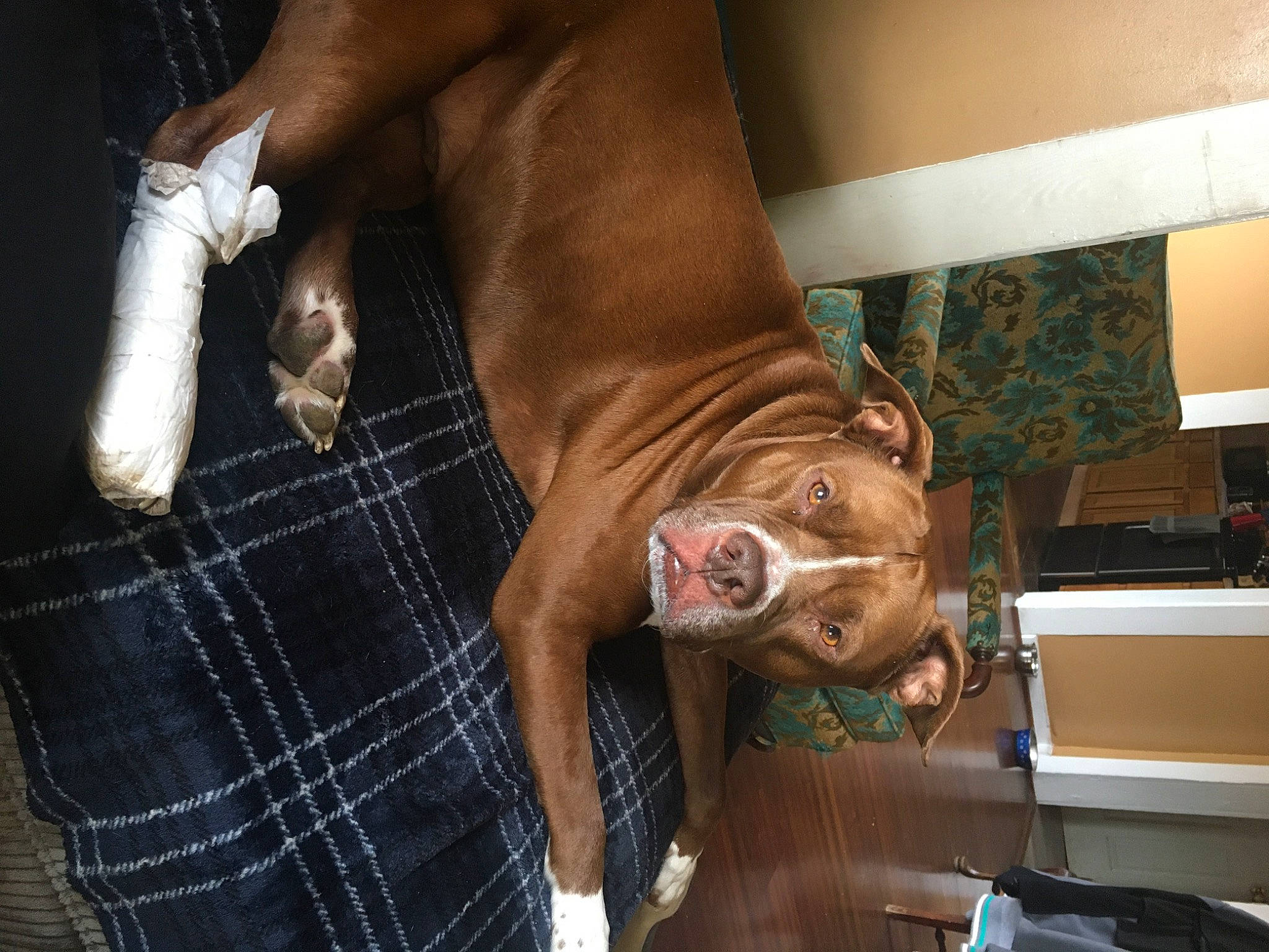 Rocco is registered to the contest to win money with this photo: american_pit_bull_terrier, bulldog, canidae, carnivore, dog, dog_breed, fawn, non_sporting_group, olde_english_bulldogge, sporting_group