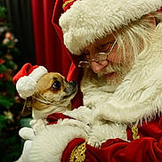 Phoebe a rejoint le concours — aidez-le/la à gagner de superbes lots ! santa, dog, christmas, santa_hat, beard, costume, christmas_tree, holiday, festive, portrait, person, pet, small_dog, eyeglasses, red, white, fur, indoors, ornaments, celebration