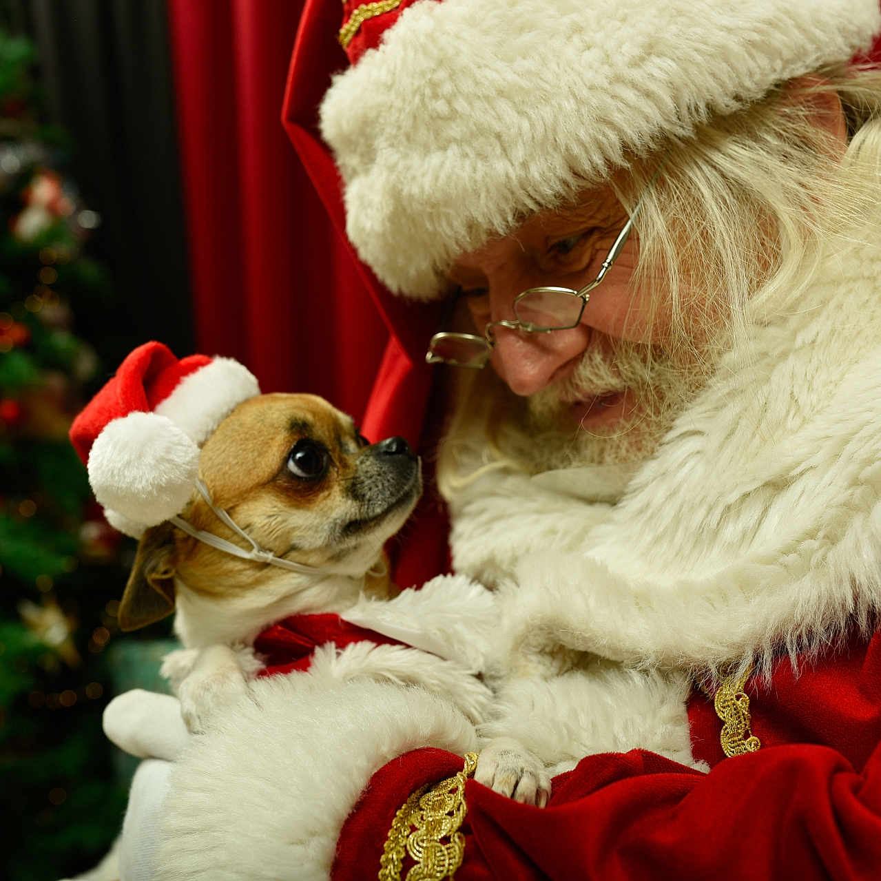 Phoebe a rejoint le concours — aidez-le/la à gagner de superbes lots ! santa, dog, christmas, santa_hat, beard, costume, christmas_tree, holiday, festive, portrait, person, pet, small_dog, eyeglasses, red, white, fur, indoors, ornaments, celebration