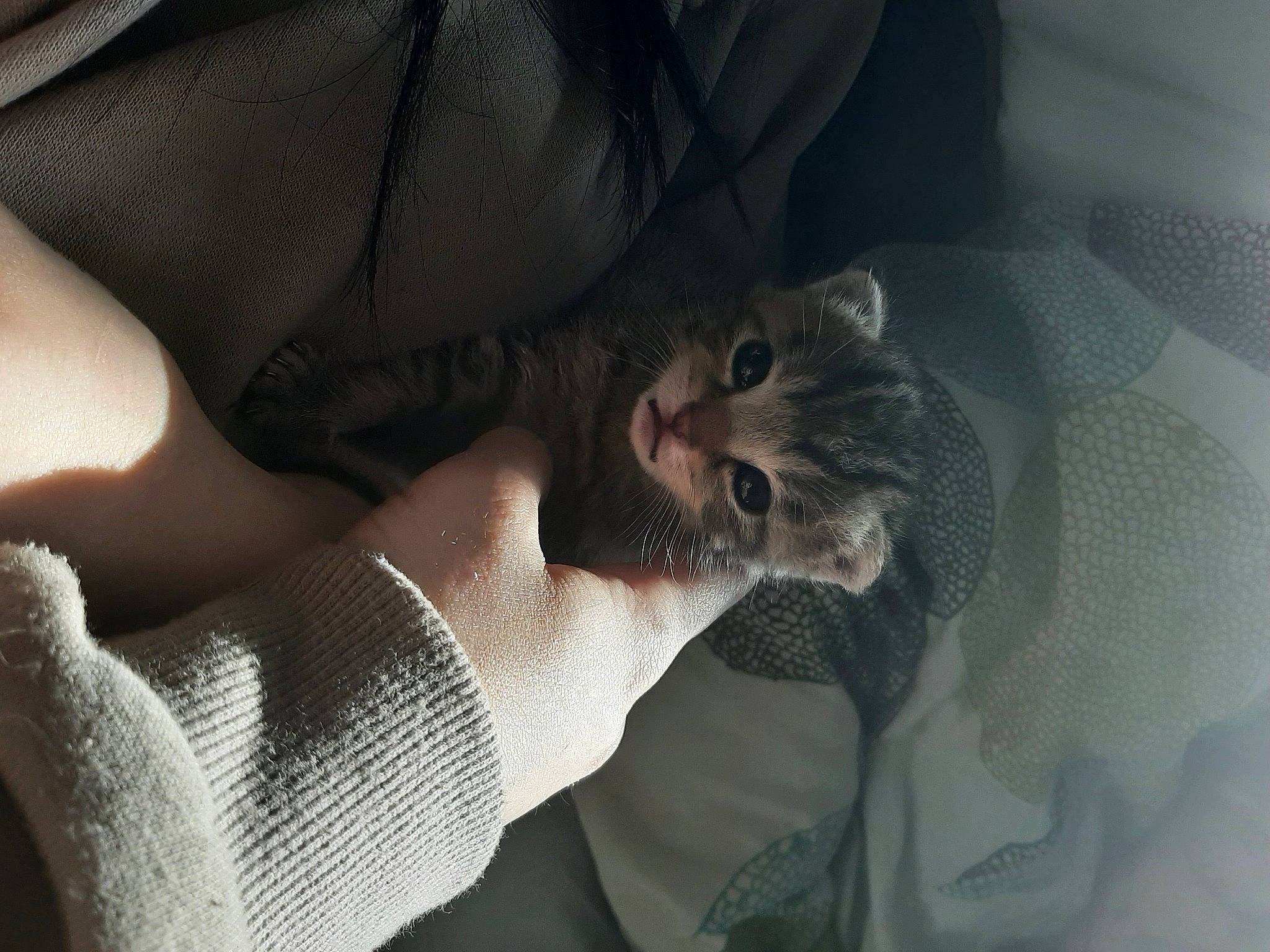 Les Bebes a rejoint le concours — aidez-le/la à gagner de superbes lots ! canidae, carnivore, cat, claw, comfort, domestic_short_haired_cat, elbow, felidae, foot, fur, gesture, grey, human_leg, jaw, nail, paw, room, small_to_medium_sized_cats, whiskers, wrist