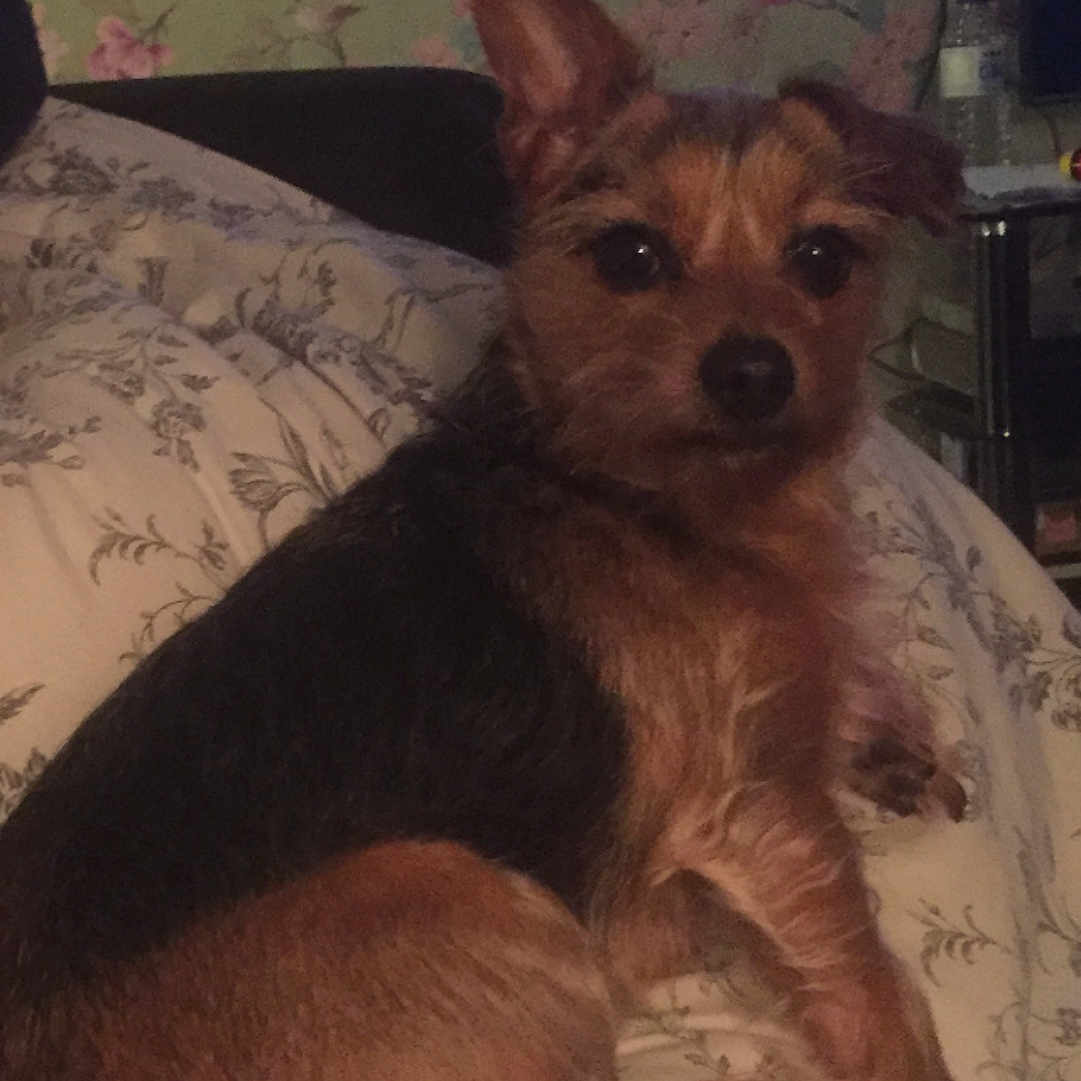 Coco-chanel joined the competition — help win amazing prizes! australian_terrier, carnivoran, dog, dog_breed, dog_breed_group, dog_crossbreeds, dog_like_mammal, norwich_terrier, puppy, rare_breed_dog, russkiy_toy, snout, terrier, vulnerable_native_breeds