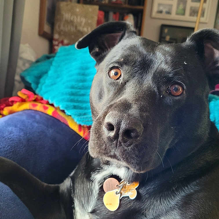 Annette Simons is registered to the contest to win money with this photo: accessories, animal, architecture, building, bulldog, canine, couch, cushion, dog, furniture, homedecor, hound, indoors, labradorretriever, livingroom, person, pet, pointer, puppy, room