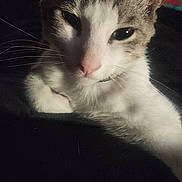 Milo is registered to the contest to win money with this photo: cat, tabby, white_fur, pet, animal, indoor, closeup, relaxed, whiskers, ears, face, cute, feline, domestic_animal, cozy, resting, soft_light, dark_background, collar, portrait