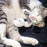 Milo joined the competition — help win amazing prizes! cat, sleeping, tabby, white, fur, pet, animal, cozy, relaxed, paws, whiskers, cute, domestic_cat, resting, closeup, indoor, feline, soft, peaceful, curled_up