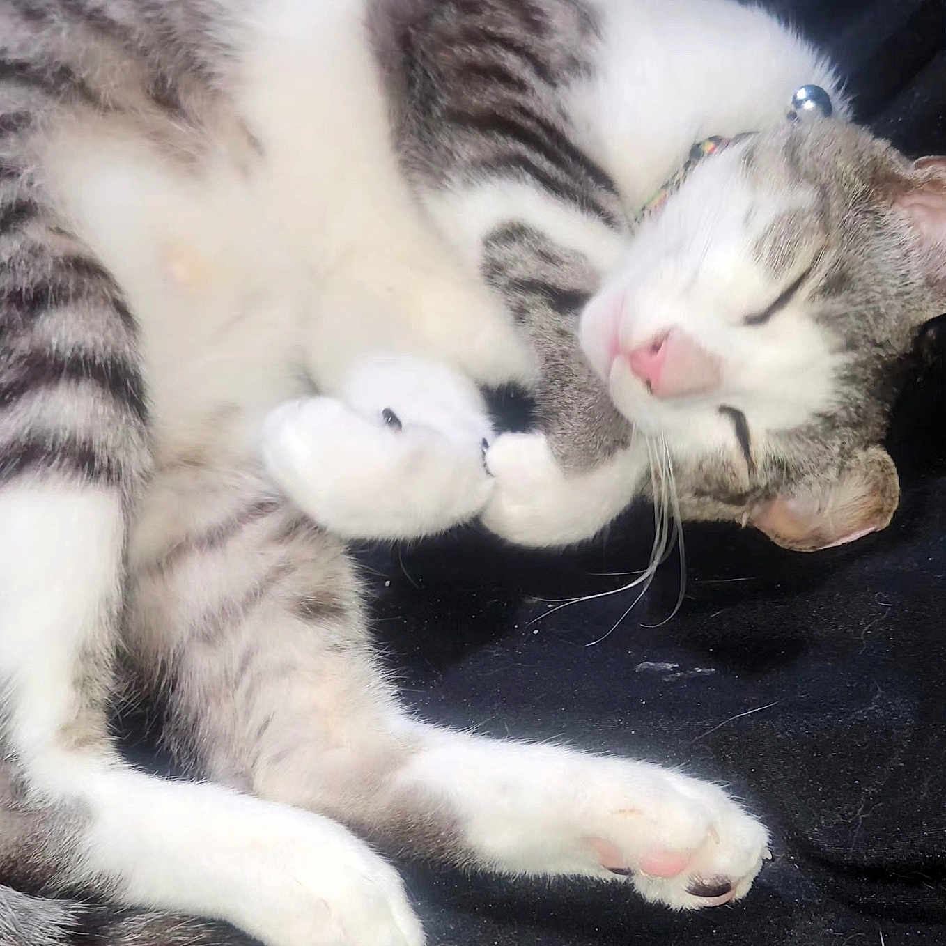 Milo