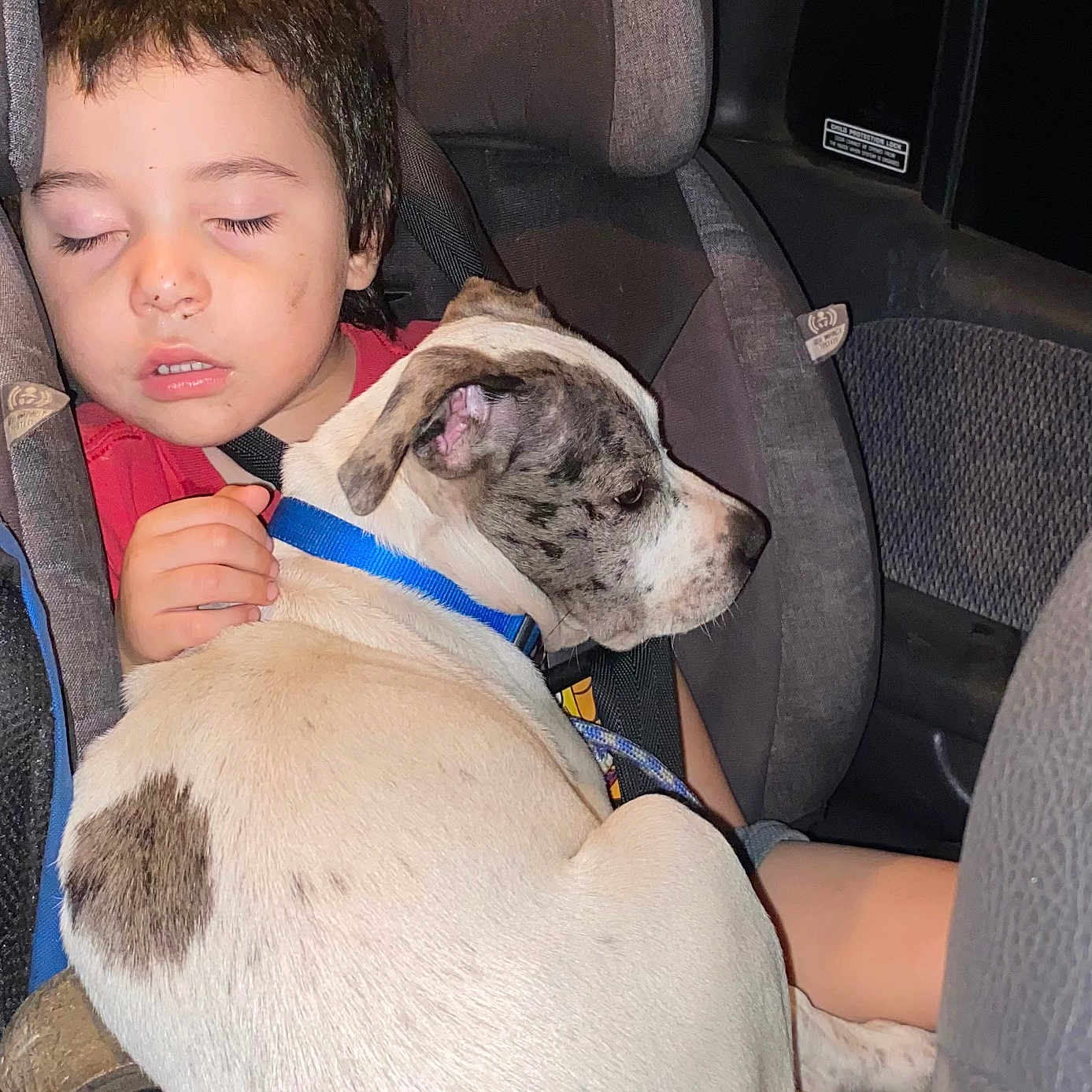 Diovanni joined the competition — help win amazing prizes! animal, boy, canine, car, car_interior, carseat, child, cushion, dog, face, head, homedecor, male, person, pet, photography, portrait, puppy, transportation, vehicle