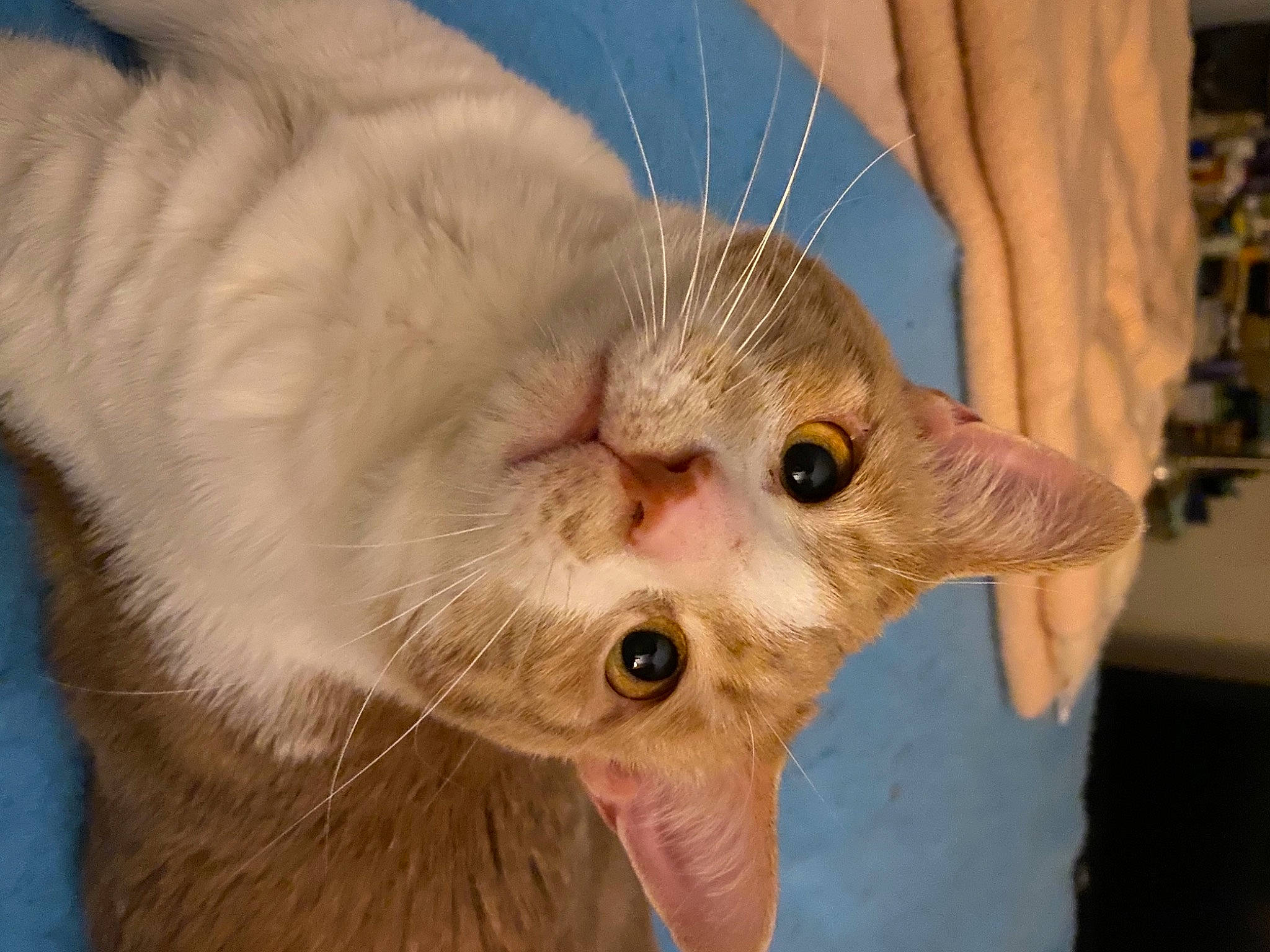 Whisky joined the competition — help win amazing prizes! carnivore, cat, claw, comfort, domestic_short_haired_cat, ear, eye, fang, fawn, felidae, fur, head, iris, jaw, nail, nose, paw, small_to_medium_sized_cats, snout, whiskers