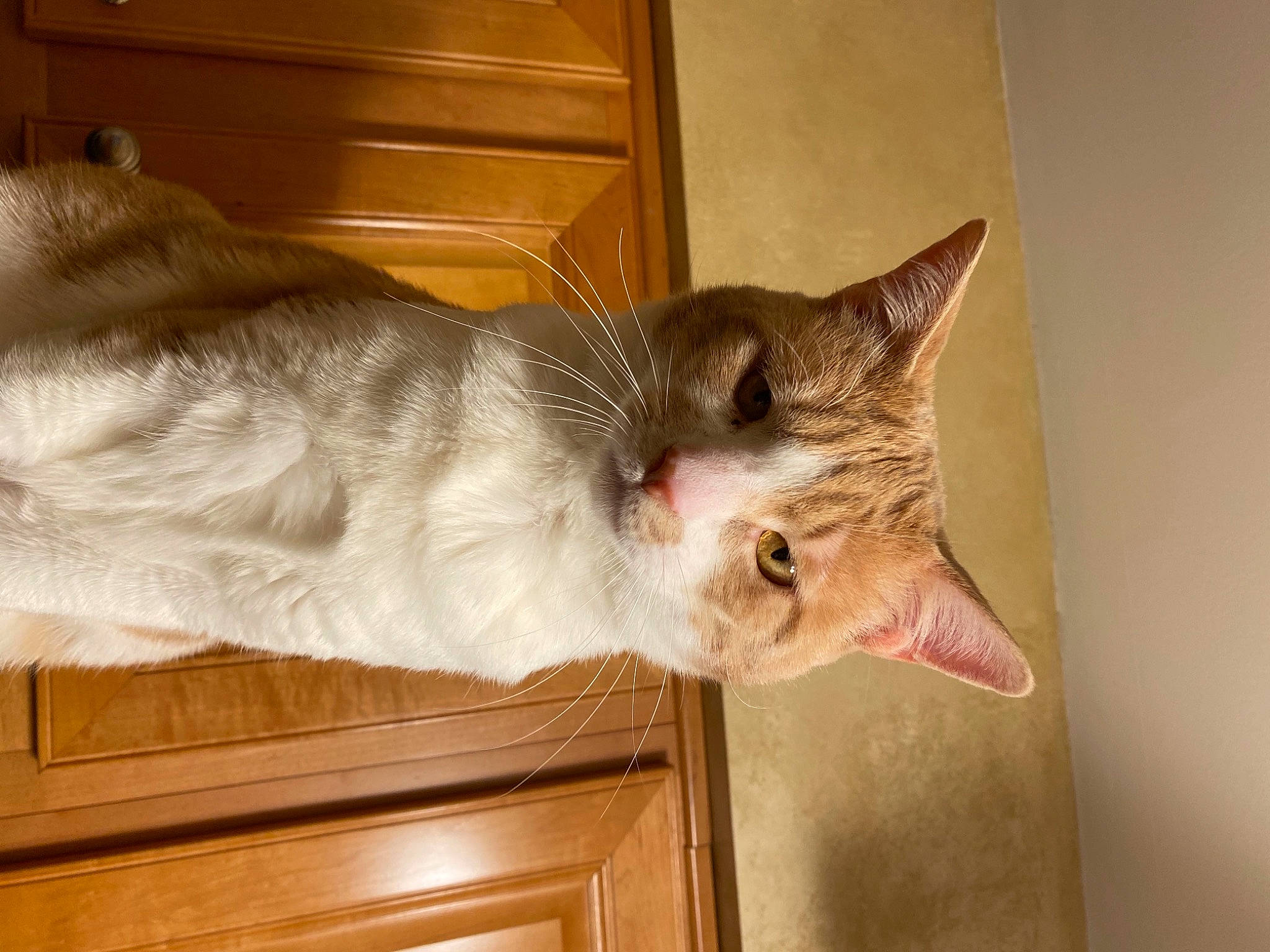 Whisky joined the competition — help win amazing prizes! carnivore, cat, cat_supply, claw, domestic_short_haired_cat, door, fang, fawn, felidae, fur, hardwood, paw, room, small_to_medium_sized_cats, snout, tail, whiskers, wood