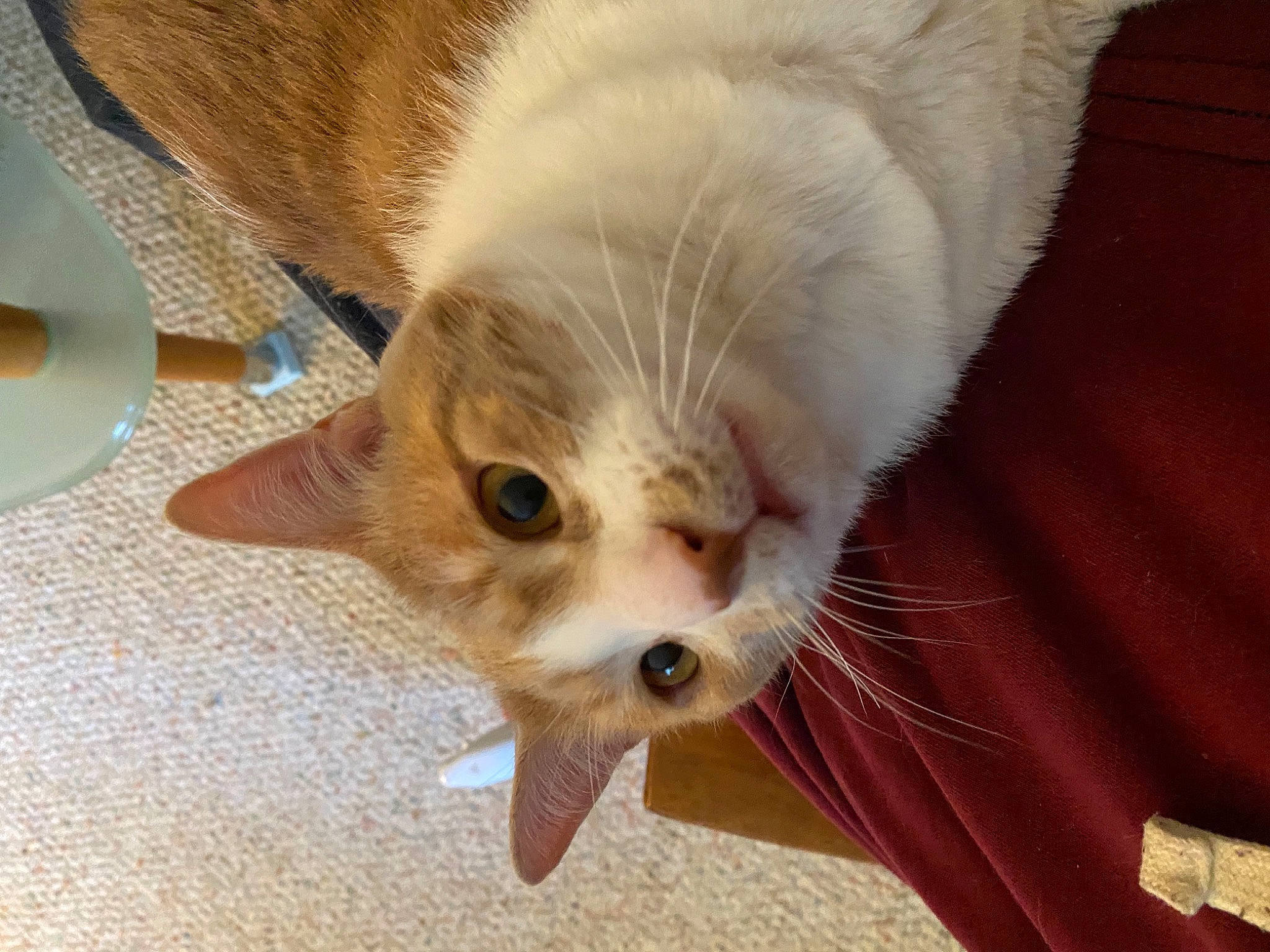 Whisky is registered to the contest to win money with this photo: carnivore, cat, claw, comfort, domestic_short_haired_cat, fawn, felidae, foot, fur, paw, serveware, small_to_medium_sized_cats, snout, tail, whiskers