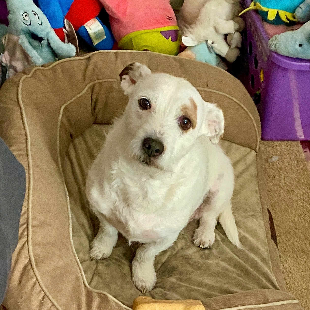 Buddy joined the competition — help win amazing prizes! animal, ball, canine, chihuahua, couch, cushion, dog, dogbed, eskimodog, furniture, homedecor, person, pet, puppy, sleeping, sport, tennis, tennisball, toy, whitedog