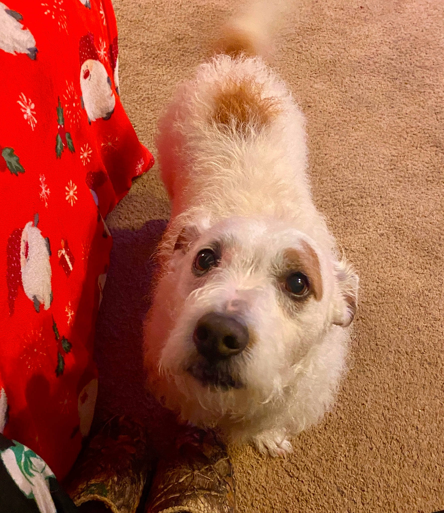 Buddy is registered to the contest to win money with this photo: canidae, carnivore, companion_dog, dog, dog_breed, dog_clothes, dog_collar, dog_supply, fawn, fur, labradoodle, maltepoo, puppy, puppy_love, small_terrier, snout, sporting_group, terrier, toy_dog, working_animal