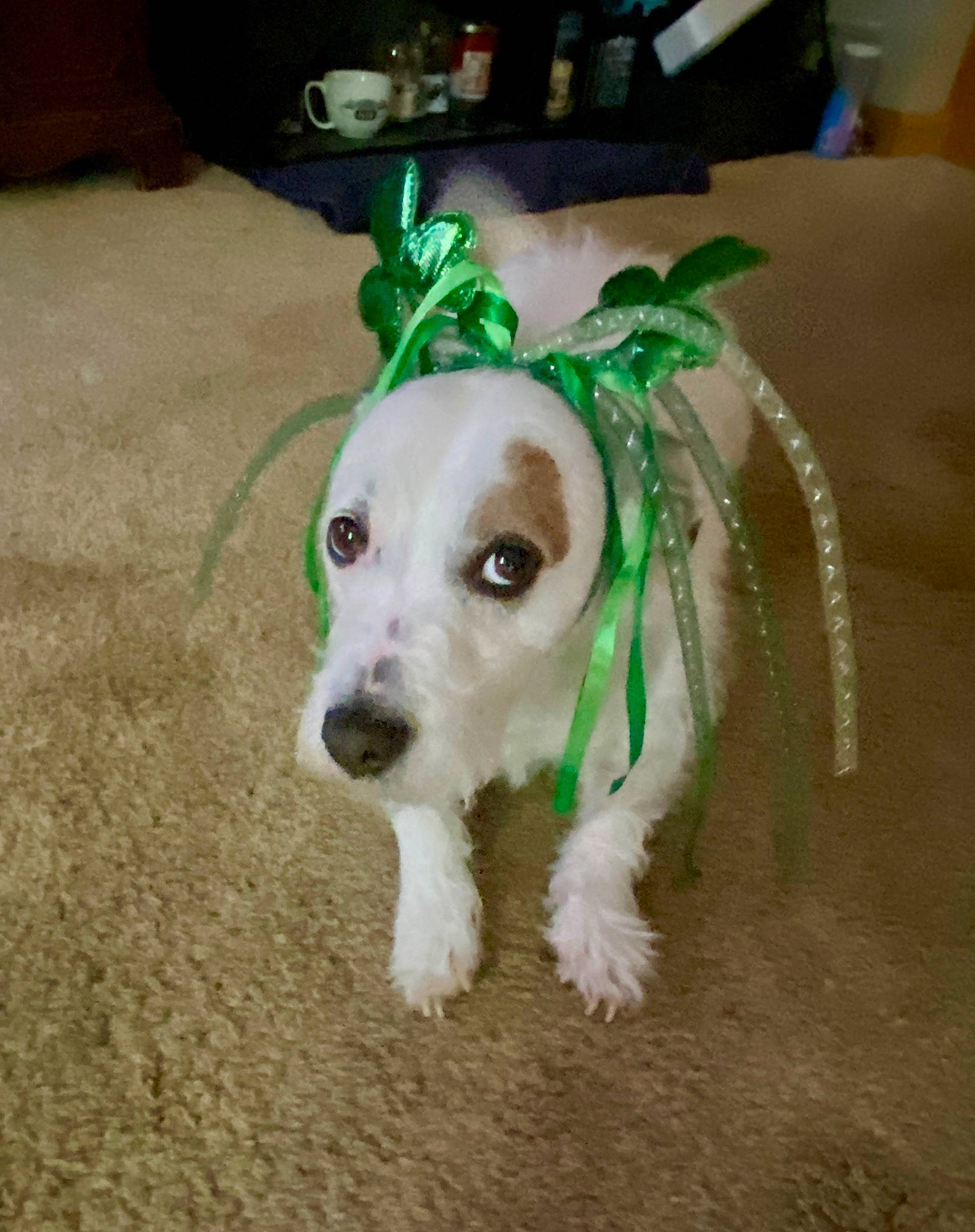 Buddy joined the competition — help win amazing prizes! carnivore, collar, companion_dog, dog, dog_breed, dog_clothes, dog_collar, dog_supply, fashion_accessory, fawn, flooring, fur, leash, pet_supply, snout, sporting_group, tail, toy_dog, whiskers, working_animal