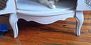 Scotty joined the competition — help win amazing prizes! animal, cabinet, cat, cozy, curious, cute, domestic, door, floor, furniture, home, indoor, orange_and_white, pet, quiet, relaxed, resting, vintage, white, wooden_floor