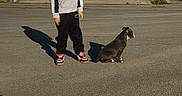 Laïka participe au concours pour gagner de l'argent avec cette photo : child, dog, street, outdoor, urban, sidewalk, pavement, storefront, building, sign, hoodie, sweatpants, sneakers, standing, sitting, shadow, sunlight, daytime, portrait, pet