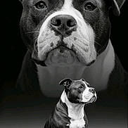 Laïka participe au concours pour gagner de l'argent avec cette photo : dog, bulldog, puppy, portrait, black_and_white, studio, sitting, standing, serious, front_facing, large_dog, small_dog, short_coat, white_markings, floppy_ears, dark_background, dramatic_lighting, animal_photography, pet, monochrome