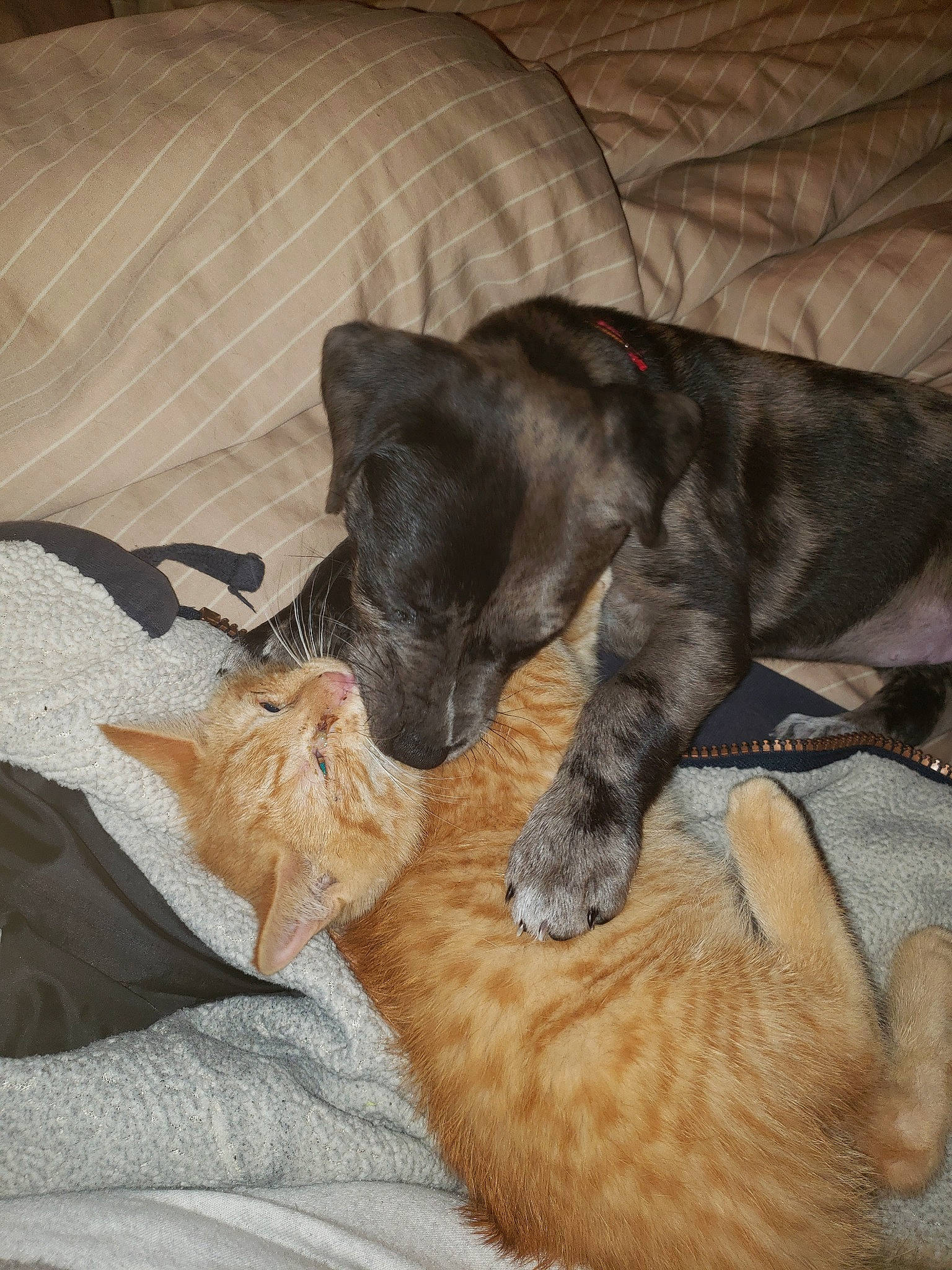 Cruella joined the competition — help win amazing prizes! canidae, carnivore, cat, comfort, dog, dog_breed, fawn, felidae, kitten, mammal, nap, puppy, russian_blue, small_to_medium_sized_cats, sporting_group, vertebrate, whiskers