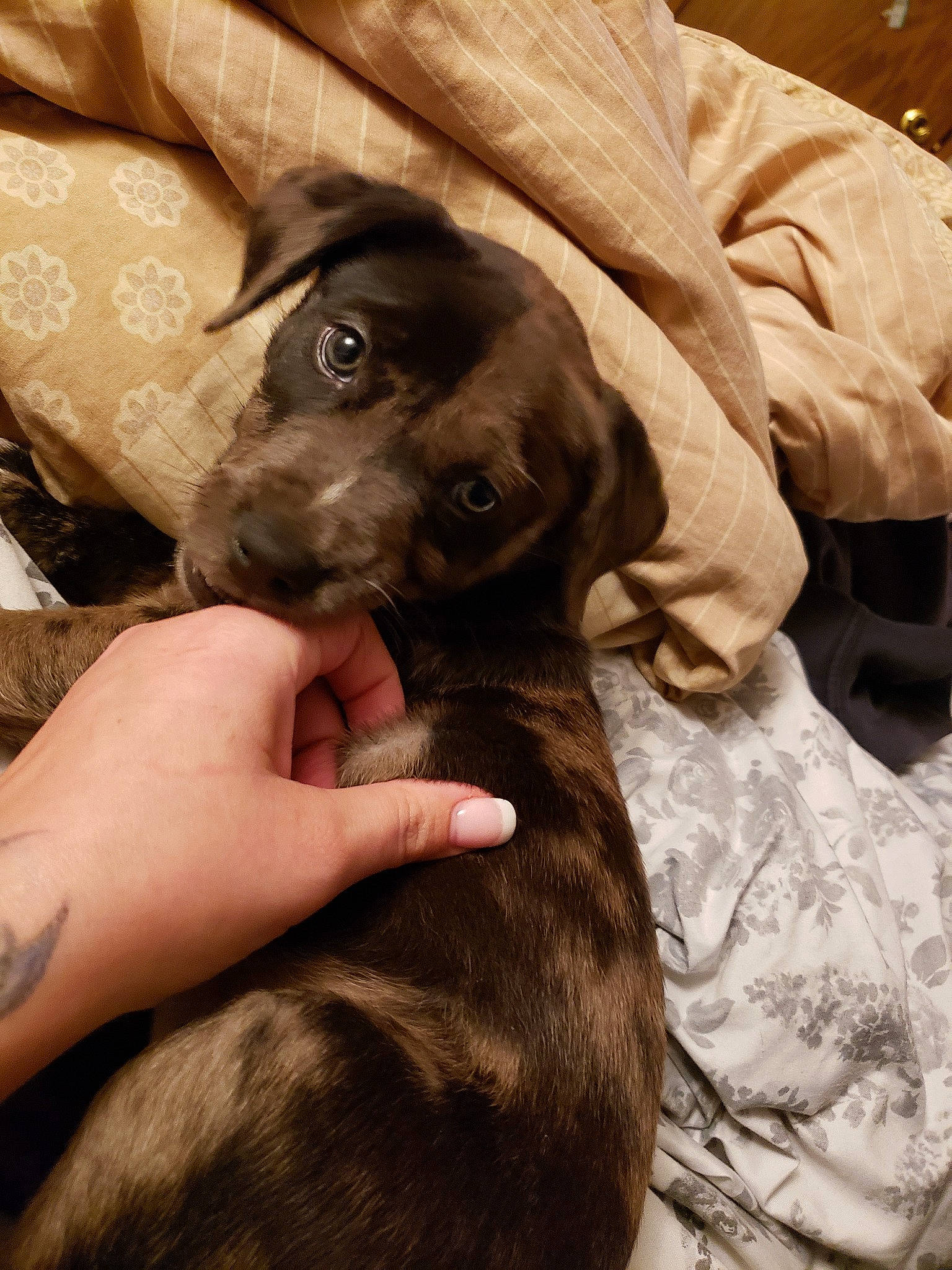 Cruella joined the competition — help win amazing prizes! canidae, carnivore, companion_dog, dog, dog_breed, fawn, mammal, mountain_cur, puggle, puppy, puppy_love, snout, sporting_group, vertebrate