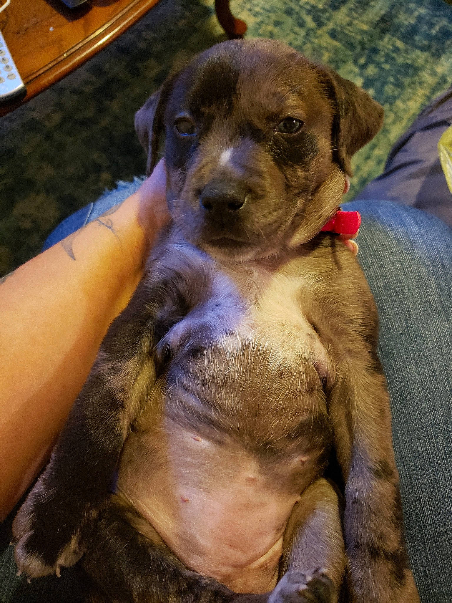 Cruella is registered to the contest to win money with this photo: border_terrier, canidae, carnivore, companion_dog, dog, dog_breed, fawn, mammal, patterdale_terrier, puppy, sporting_group