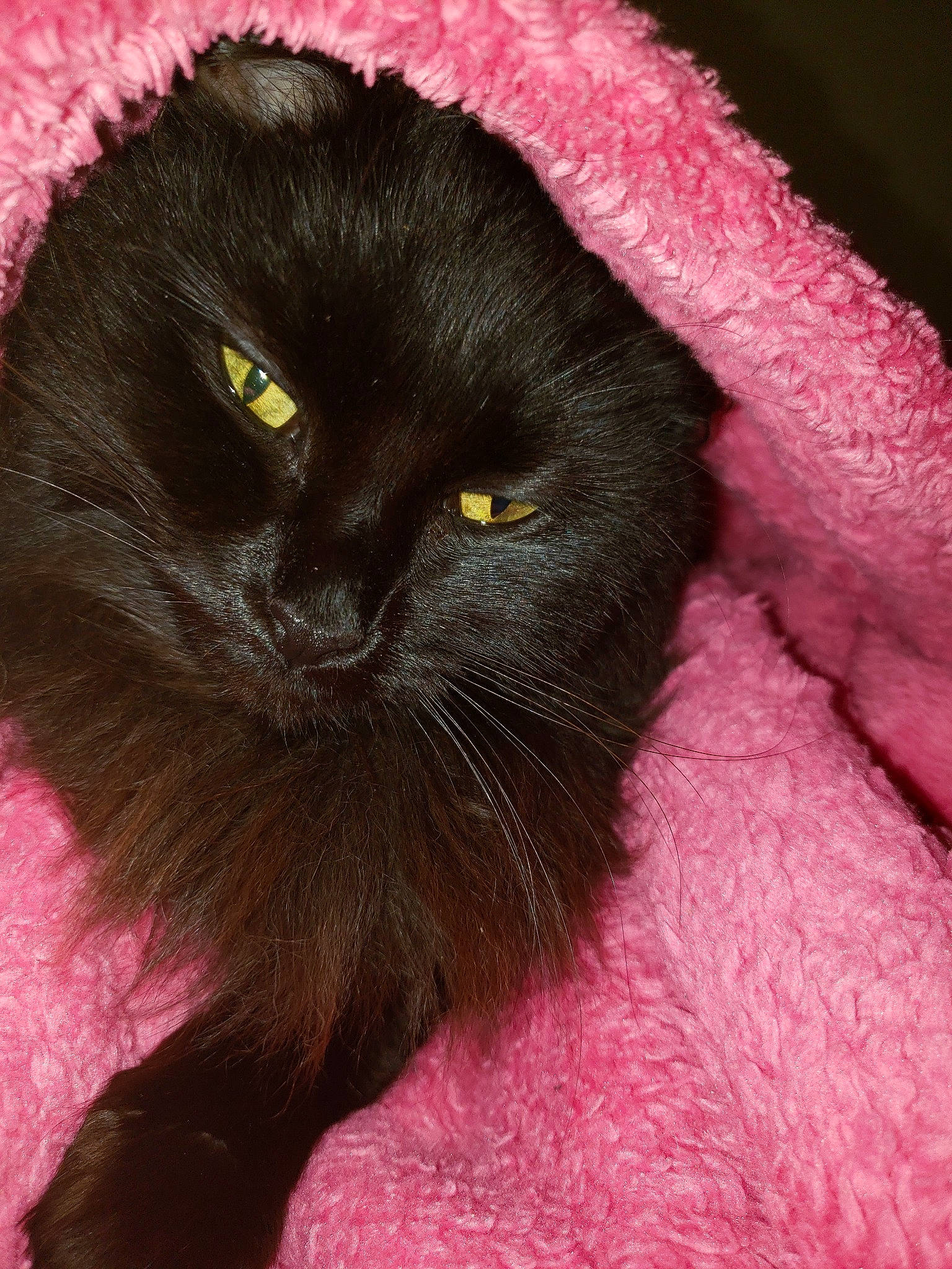 Raven is registered to the contest to win money with this photo: black_cat, bombay, british_longhair, carnivore, cat, close_up, domestic_long_haired_cat, eye, felidae, fur, mammal, persian, pink, small_to_medium_sized_cats, snout, whiskers