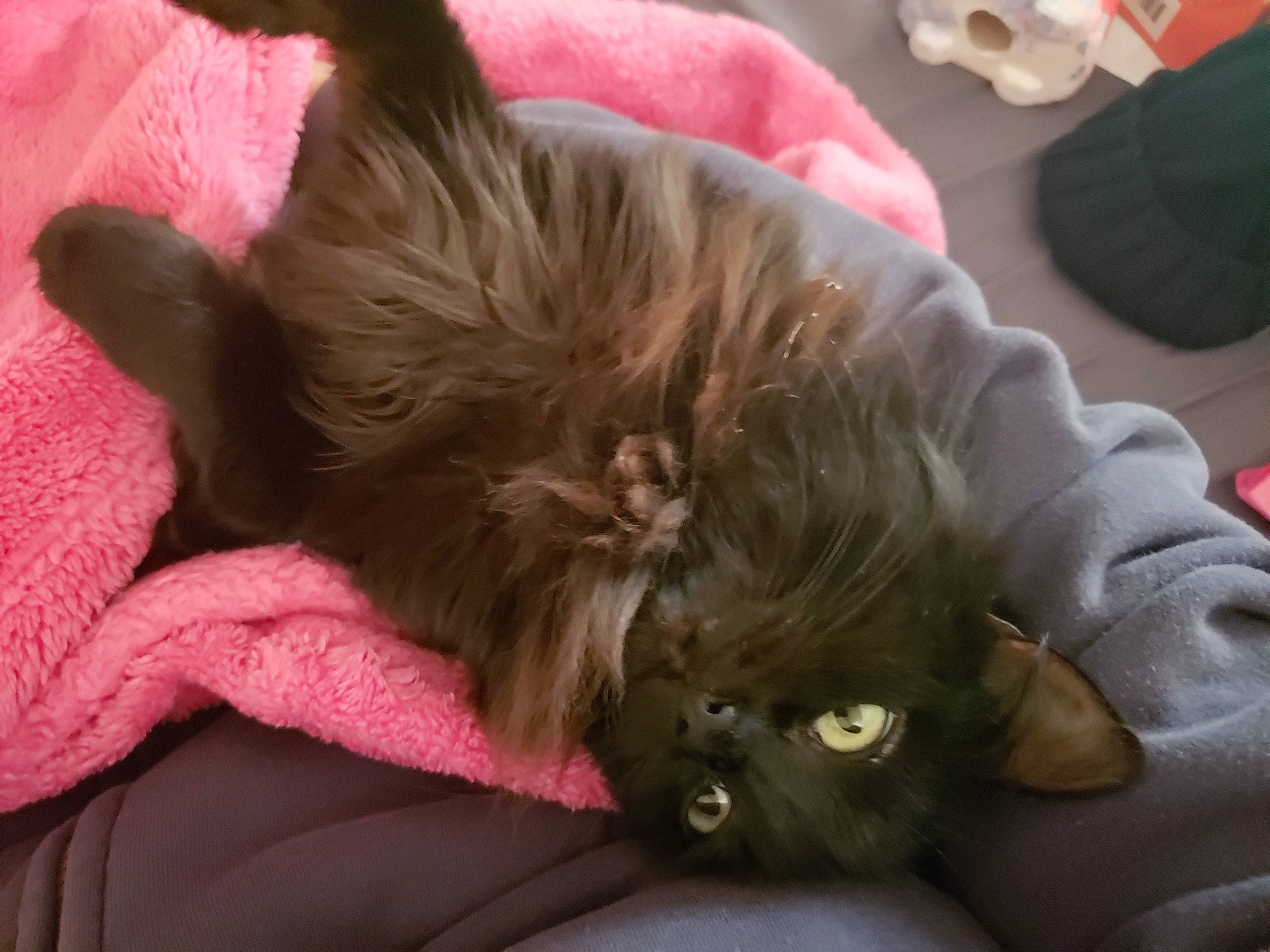 Raven joined the competition — help win amazing prizes! black_cat, canidae, carnivore, cat, dog_breed, domestic_long_haired_cat, ear, fawn, felidae, fur, kitten, liver, long_hair, nap, small_to_medium_sized_cats, whiskers