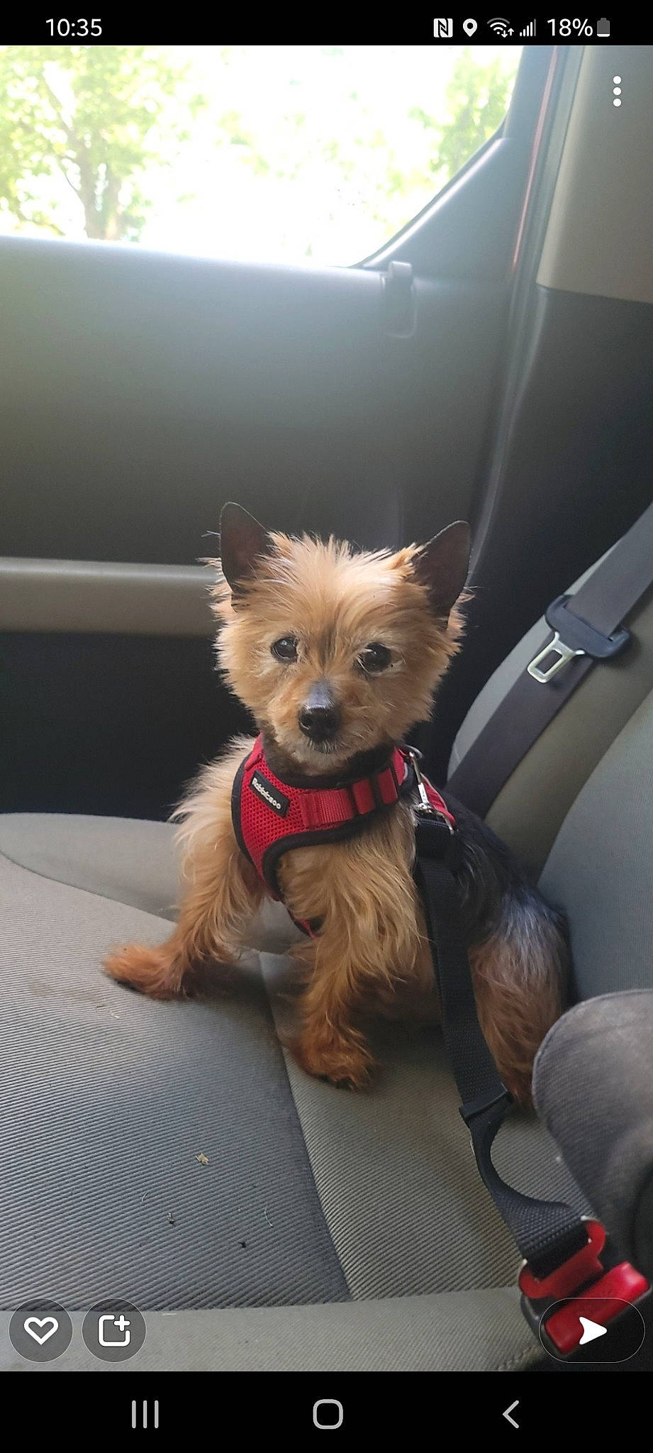 Max is registered to the contest to win money with this photo: biewer_terrier, canidae, carnivore, companion_dog, dog, dog_breed, dog_supply, family_car, fashion_accessory, fawn, fur, liver, small_terrier, snout, sporting_group, terrier, toy_dog, whiskers, working_animal, yorkshire_terrier