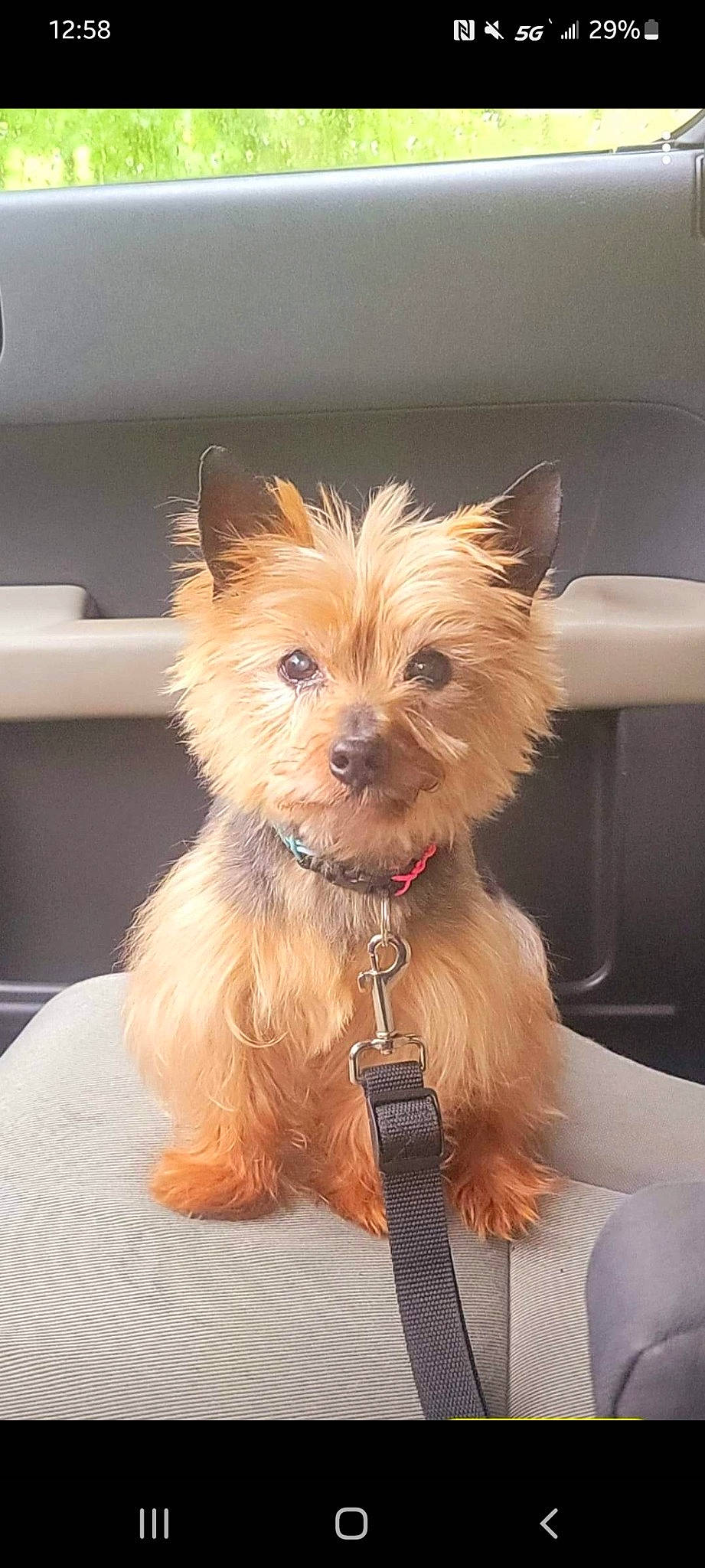 Max joined the competition — help win amazing prizes! canidae, carnivore, collar, companion_dog, dog, dog_breed, dog_collar, dog_supply, ear, fashion_accessory, fawn, fur, liver, pet_supply, small_terrier, snout, sporting_group, toy_dog, working_animal, yorkipoo