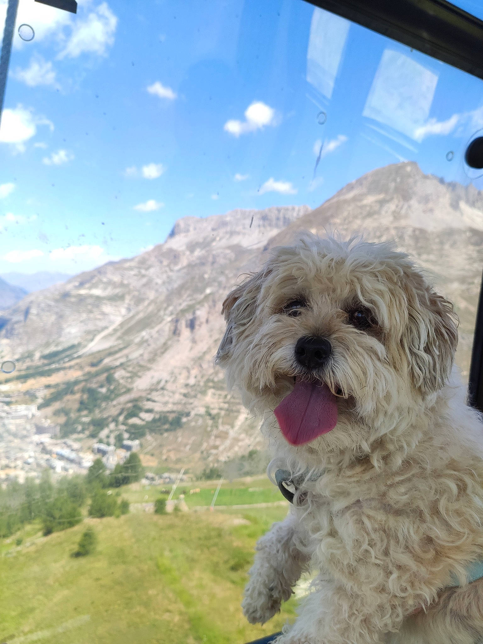 Ginger participe au concours pour gagner de l'argent avec cette photo : carnivore, cloud, companion_dog, cumulus, dog, dog_breed, grass, hill, landscape, mountain, mountain_range, plant, sky, small_terrier, snout, sporting_group, terrier, toy_dog, travel, tree