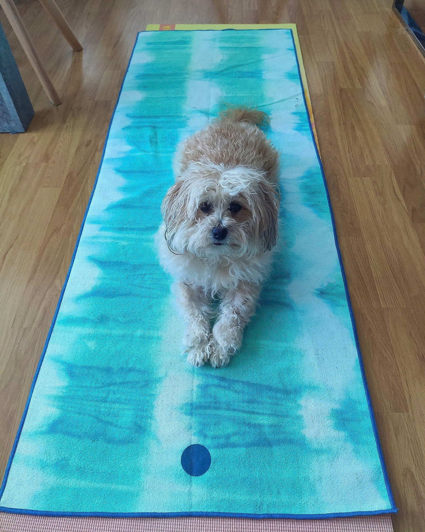 Ginger participe au concours pour gagner de l'argent avec cette photo : art, blue, carnivore, companion_dog, dog, dog_breed, flooring, hardwood, linens, liver, plant, rectangle, small_terrier, sporting_group, table, terrier, toy_dog, water_dog, wood, wood_stain