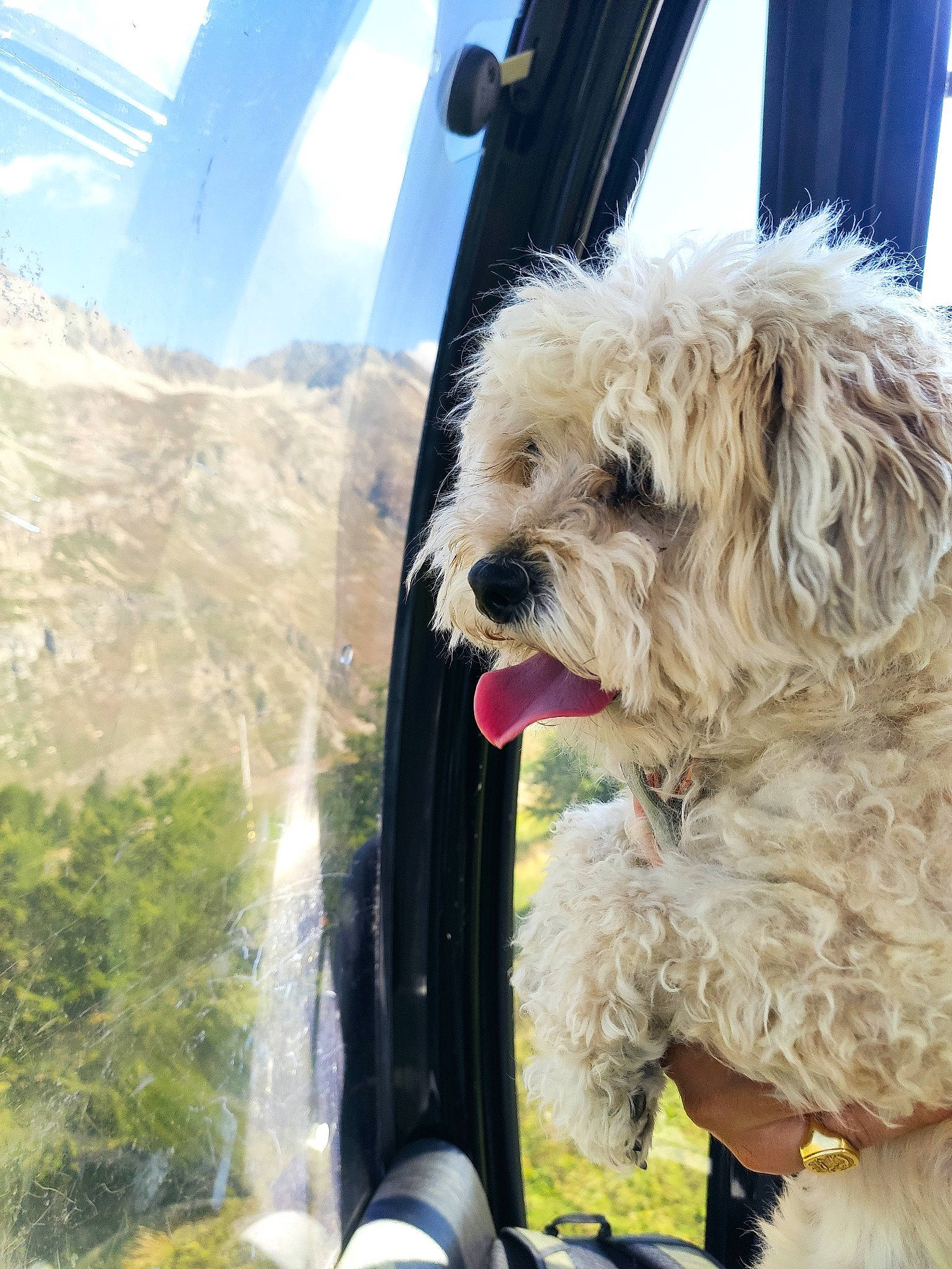 Ginger participe au concours pour gagner de l'argent avec cette photo : canidae, carnivore, companion_dog, dog, dog_breed, dog_collar, fur, labradoodle, poodle, puppy_love, shih_poo, small_terrier, snout, sporting_group, terrier, toy_dog, travel, vehicle_door, water_dog, yorkipoo