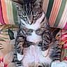 Phoebe is registered to the contest to win money with this photo: cat, tabby, sitting, green_eyes, white_paws, floral_cushion, striped_cushion, indoor, pet, feline, cute, chubby, relaxed, animal, fur, whiskers, ears, tail, resting, portrait