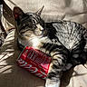 Phoebe joined the competition — help win amazing prizes! cat, tabby_cat, coke_can, beige_chair, sunlight, shadow, indoor, pet, feline, relaxing, striped_fur, white_paws, sleeping_cat, closeup, domestic_cat, resting, soft_texture, household, comfort, still_life