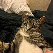 Phoebe is registered to the contest to win money with this photo: cat, tabby, pet, feline, indoor, bed, blanket, pillow, hand, fur, whiskers, closeup, curious, cozy, resting, animal, domestic, cute, paw, relaxed