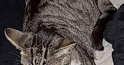Phoebe joined the competition — help win amazing prizes! cat, tabby_cat, pet, animal, feline, resting, bed, blanket, clothing, laptop, indoor, cozy, striped, whiskers, paw, ears, fur, sleepy, domestic_cat, relaxed
