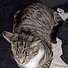 cat, tabby_cat, pet, animal, feline, resting, bed, blanket, clothing, laptop, indoor, cozy, striped, whiskers, paw, ears, fur, sleepy, domestic_cat, relaxed