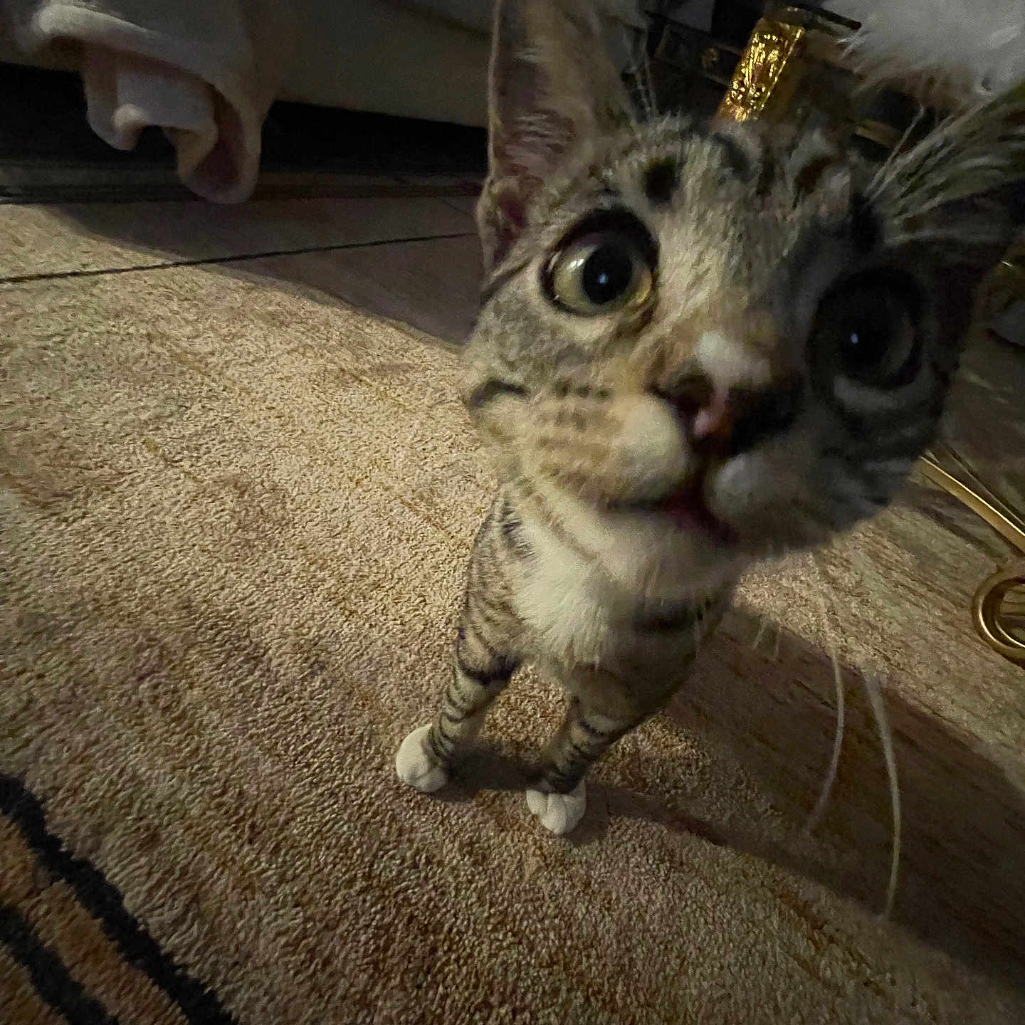 Phoebe