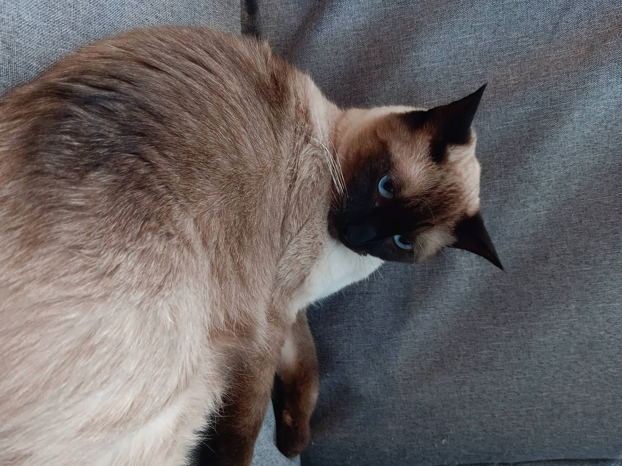 Storm joined the competition — help win amazing prizes! balinese, carnivore, cat, comfort, domestic_short_haired_cat, fawn, felidae, fur, siamese, small_to_medium_sized_cats, snout, tail, terrestrial_animal, thai, whiskers