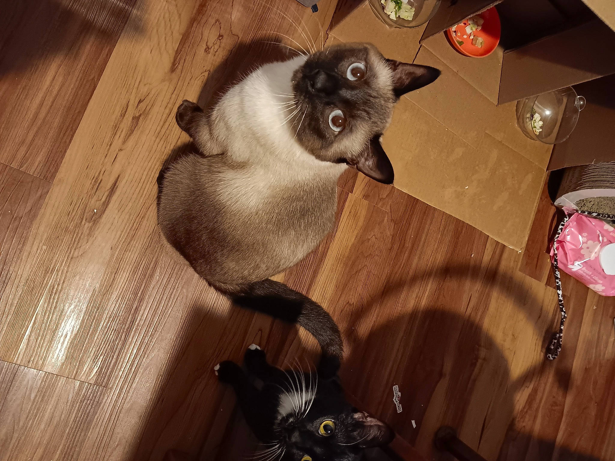 Storm joined the competition — help win amazing prizes! balinese, birman, carnivore, cat, comfort, domestic_short_haired_cat, fawn, felidae, flooring, fur, hardwood, room, siamese, small_to_medium_sized_cats, tail, thai, whiskers, wood