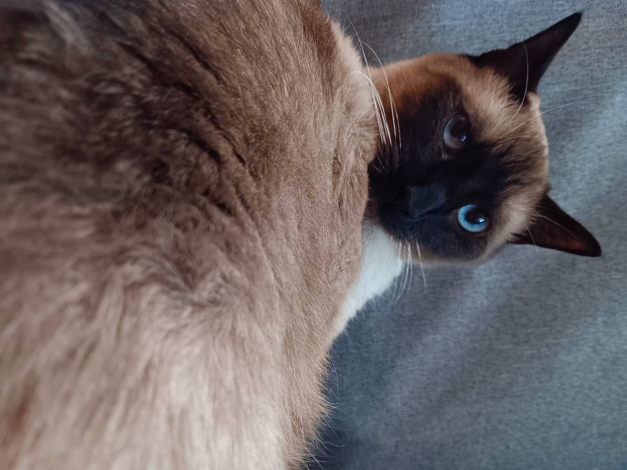 Storm is registered to the contest to win money with this photo: balinese, birman, carnivore, cat, domestic_short_haired_cat, ear, electric_blue, eye, fawn, felidae, fur, head, siamese, small_to_medium_sized_cats, snout, terrestrial_animal, thai, whiskers, wildlife