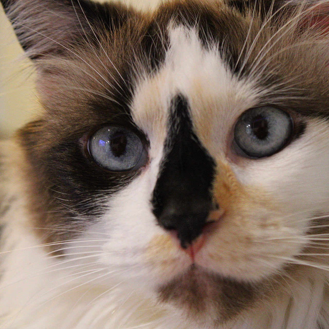 Uma Furrman is registered to the contest to win money with this photo: abyssinian, angora, animal, cat, kitten, manx, pet, siamese, snout