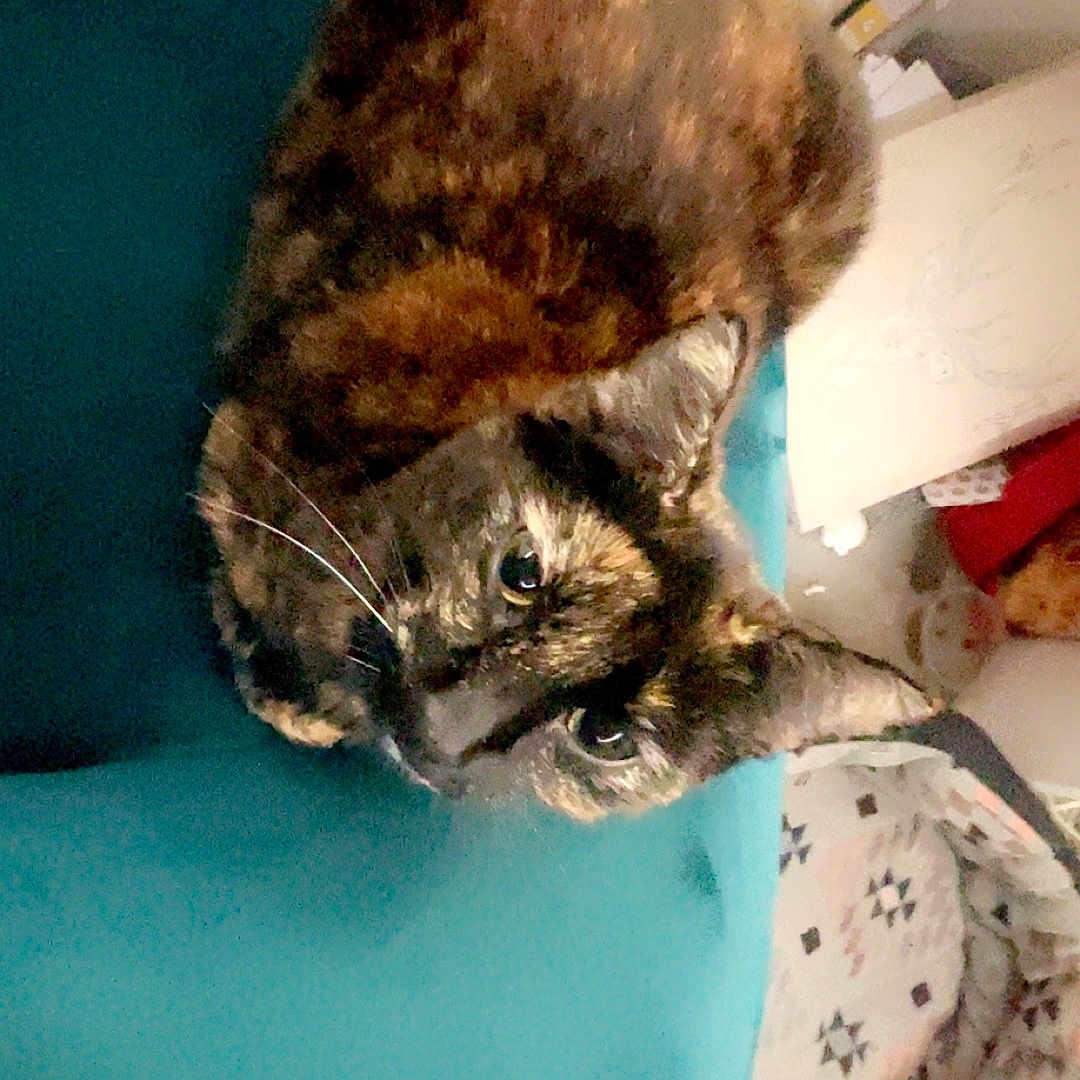 Penny is registered to the contest to win money with this photo: abyssinian, animal, architecture, armchair, brasssection, building, cat, chair, couch, cushion, furniture, homedecor, horn, indoors, kitten, livingroom, manx, musicalinstrument, pet, room