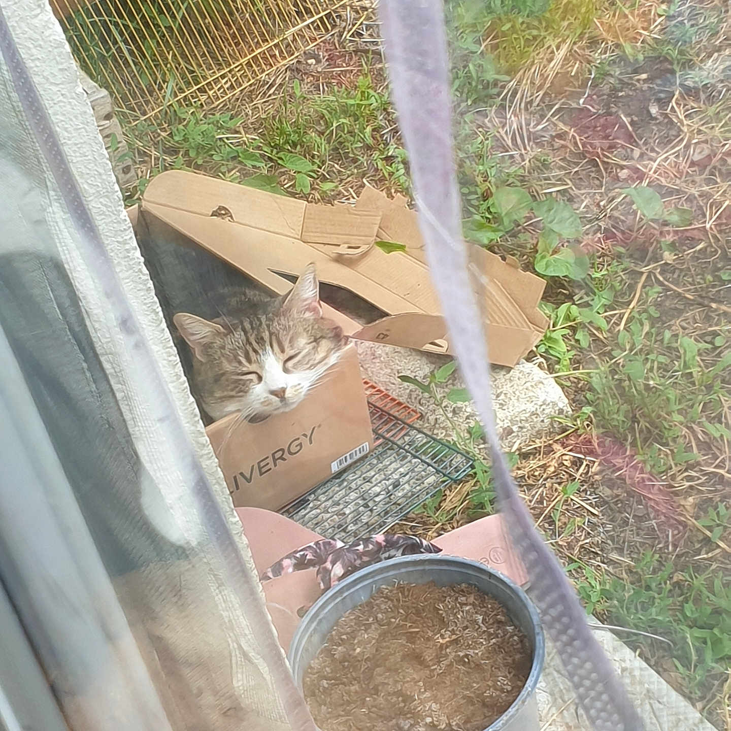 Grisouille participe au concours pour gagner de l'argent avec cette photo : animal, box, cardboard_box, cat, cozy, curtain, feline, garden, grass, greenery, home, nature, outdoor, pet, plant, pot, relaxing, resting, sleeping, window