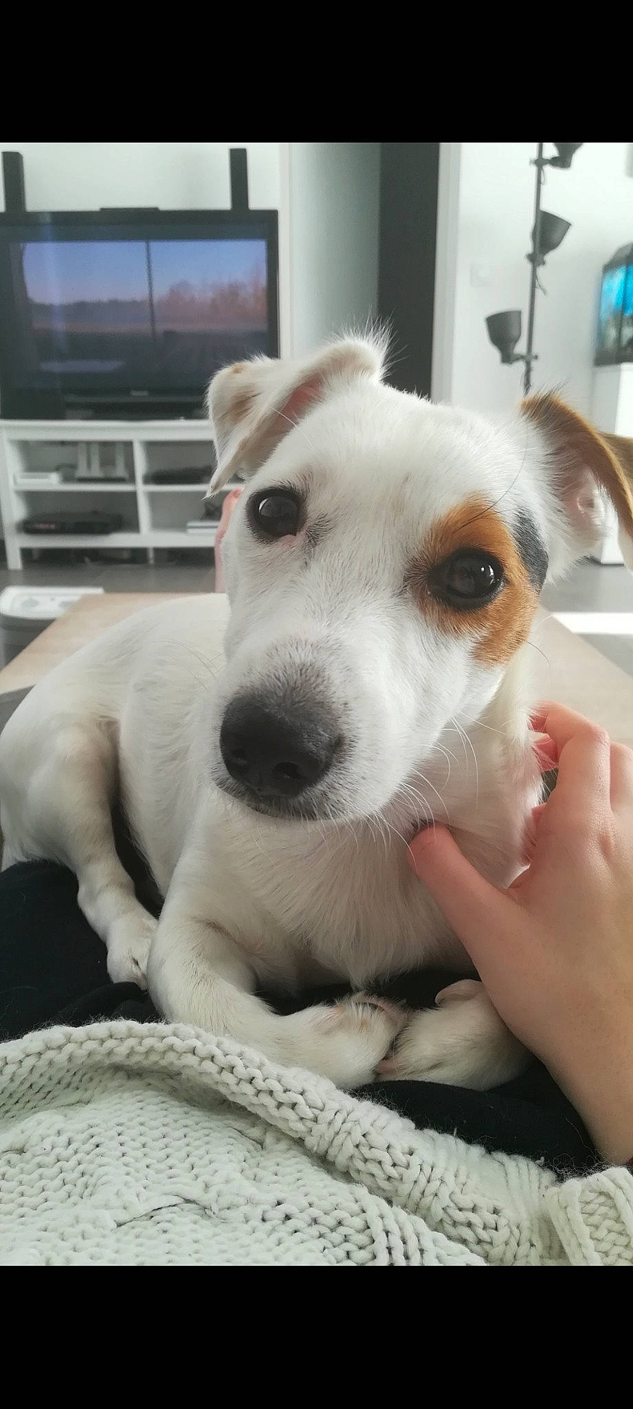 Jack participe au concours pour gagner de l'argent avec cette photo : canidae, carnivore, collar, companion_dog, dog, dog_breed, fawn, flooring, fur, giant_dog_breed, non_sporting_group, picture_frame, puppy, selfie, sporting_group, television, whiskers, working_animal