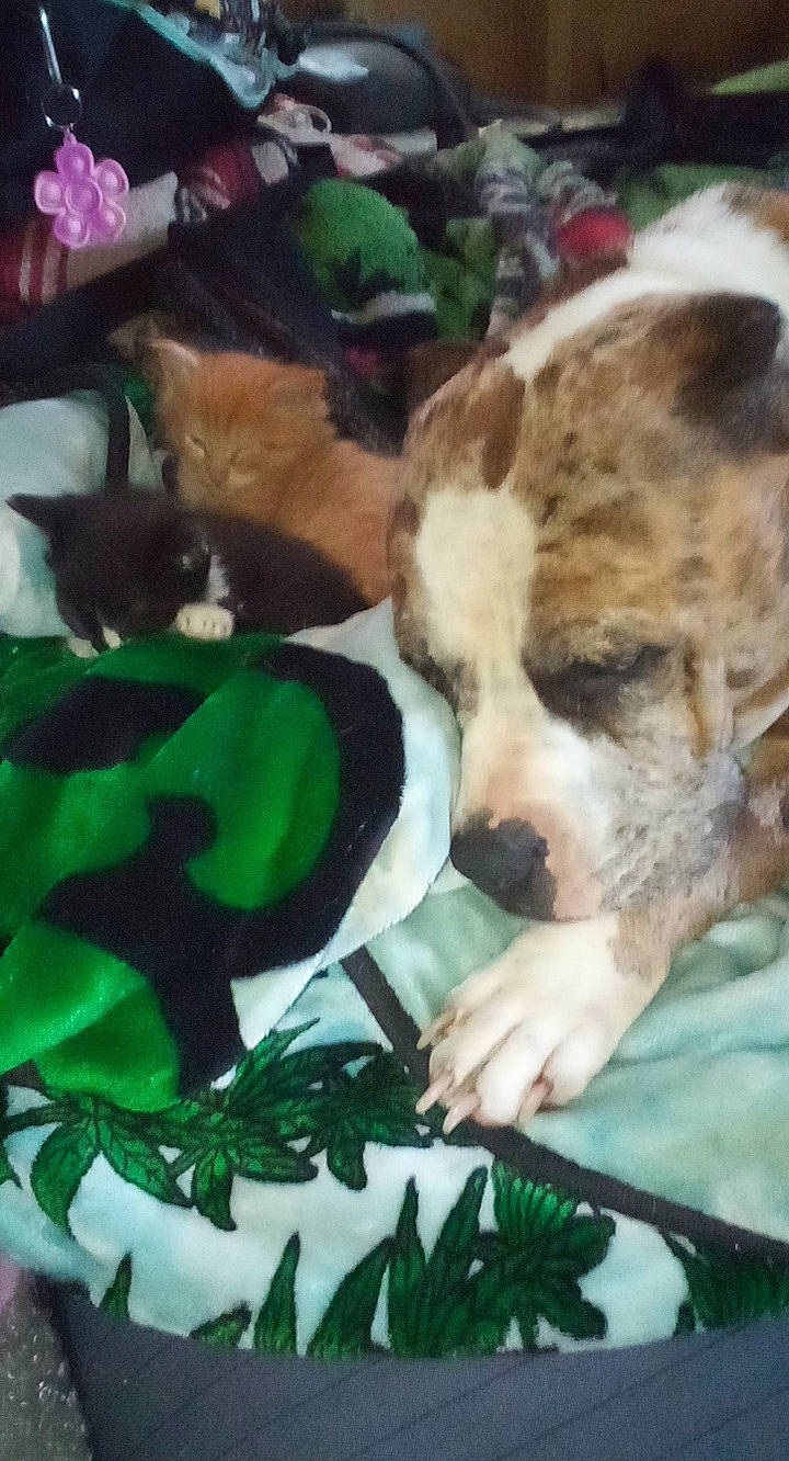 Mary Jane joined the competition — help win amazing prizes! art, canidae, carnivore, cat, companion_dog, dog, dog_breed, fawn, felidae, fur, grass, green, paw, photo_caption, small_to_medium_sized_cats, snout, sporting_group, tail, terrestrial_animal, whiskers